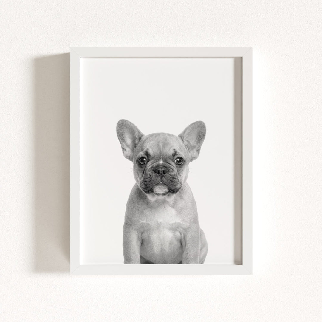 Baby Puppy French Bulldog