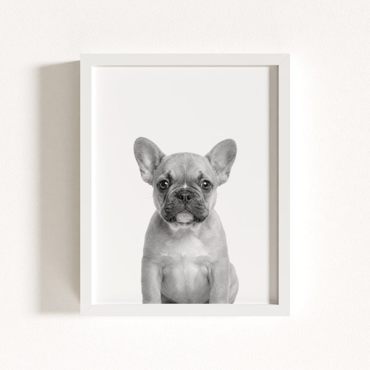 Baby Puppy French Bulldog