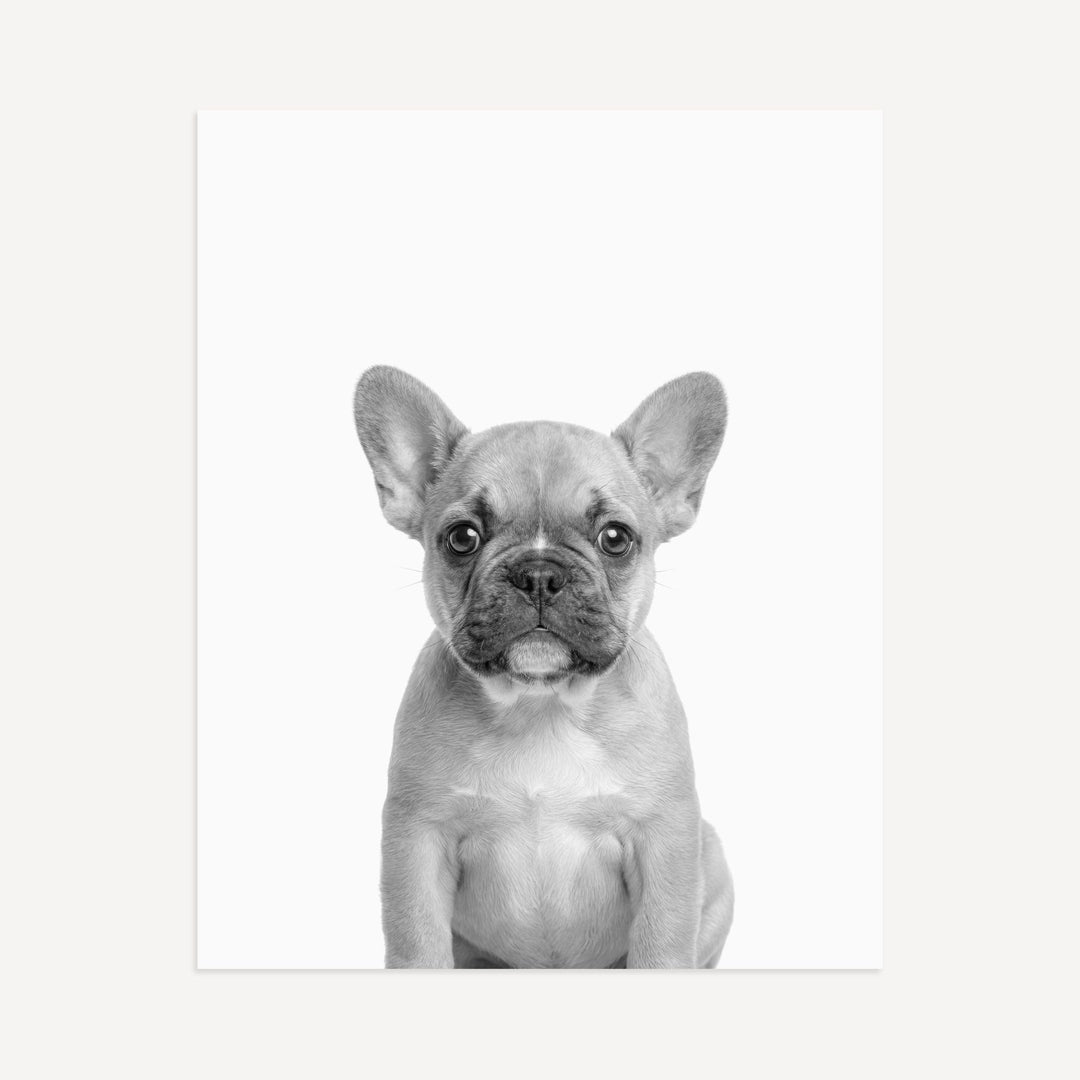 Baby Puppy French Bulldog