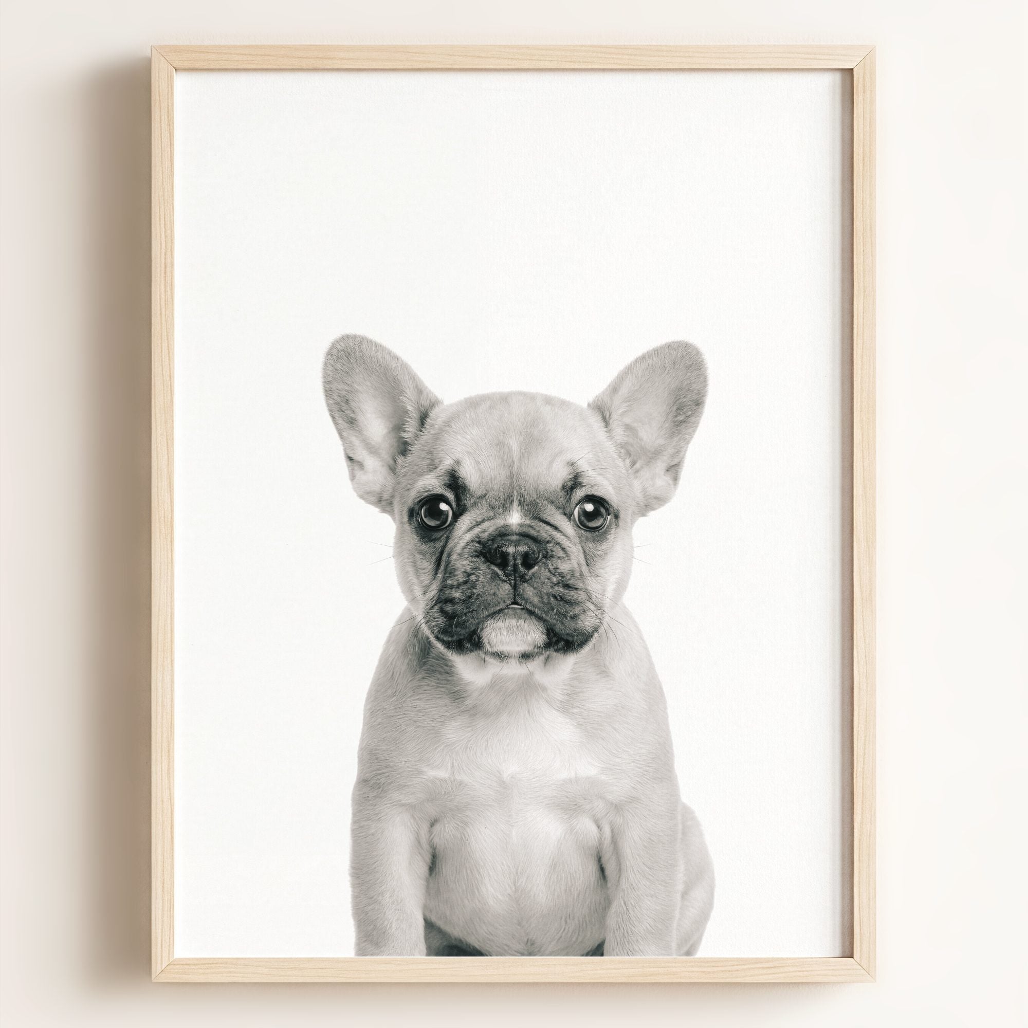 Baby Puppy French Bulldog