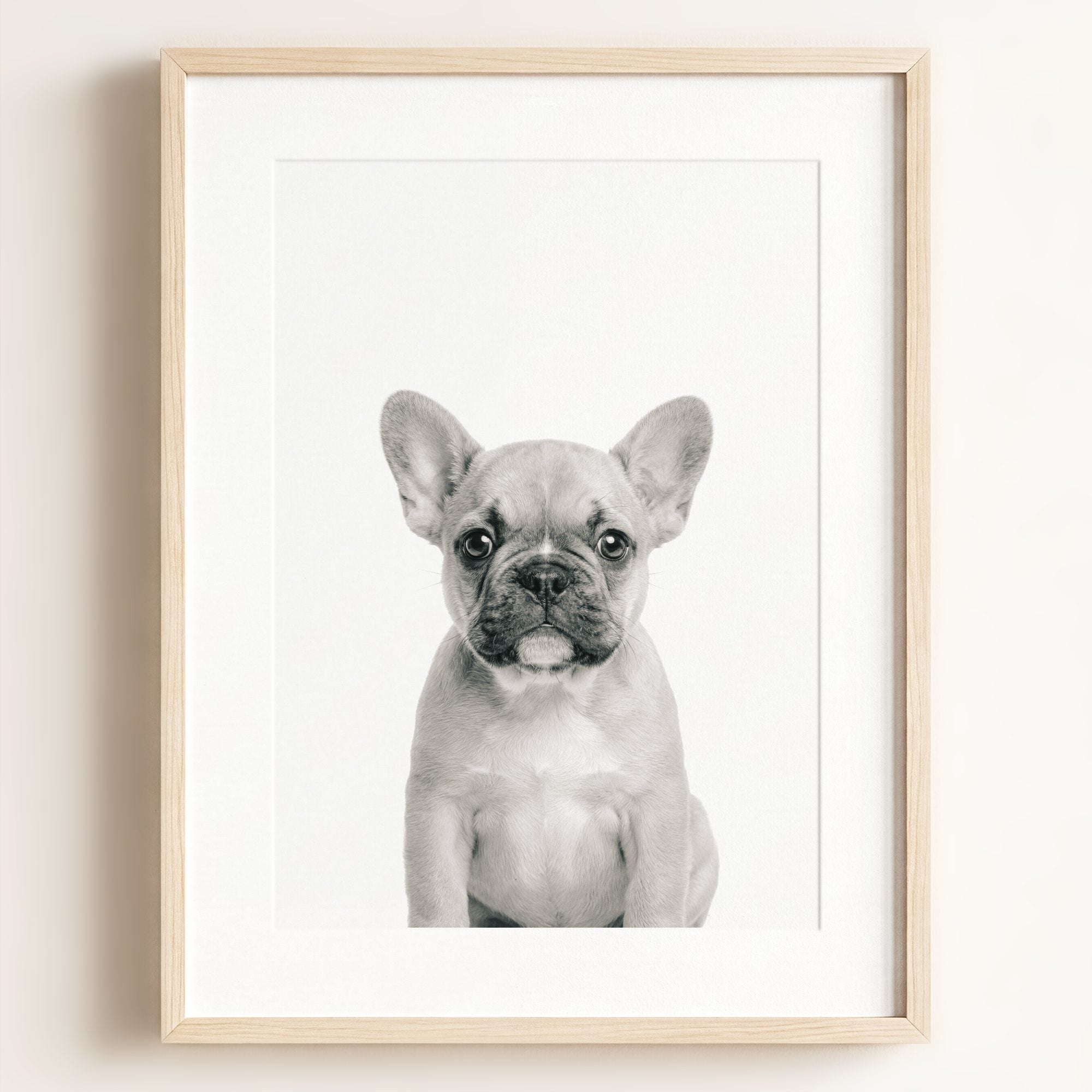 Baby Puppy French Bulldog