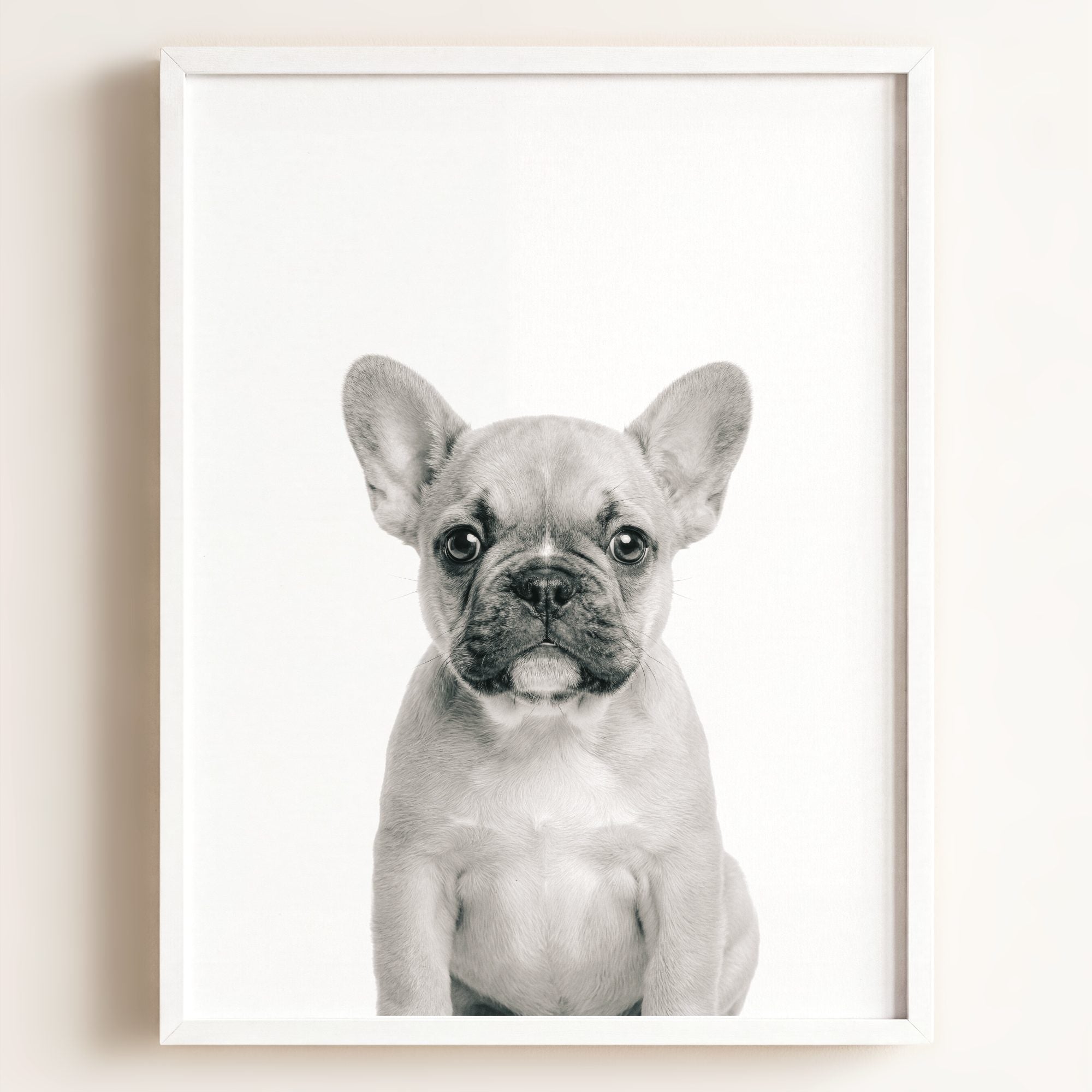 Baby Puppy French Bulldog