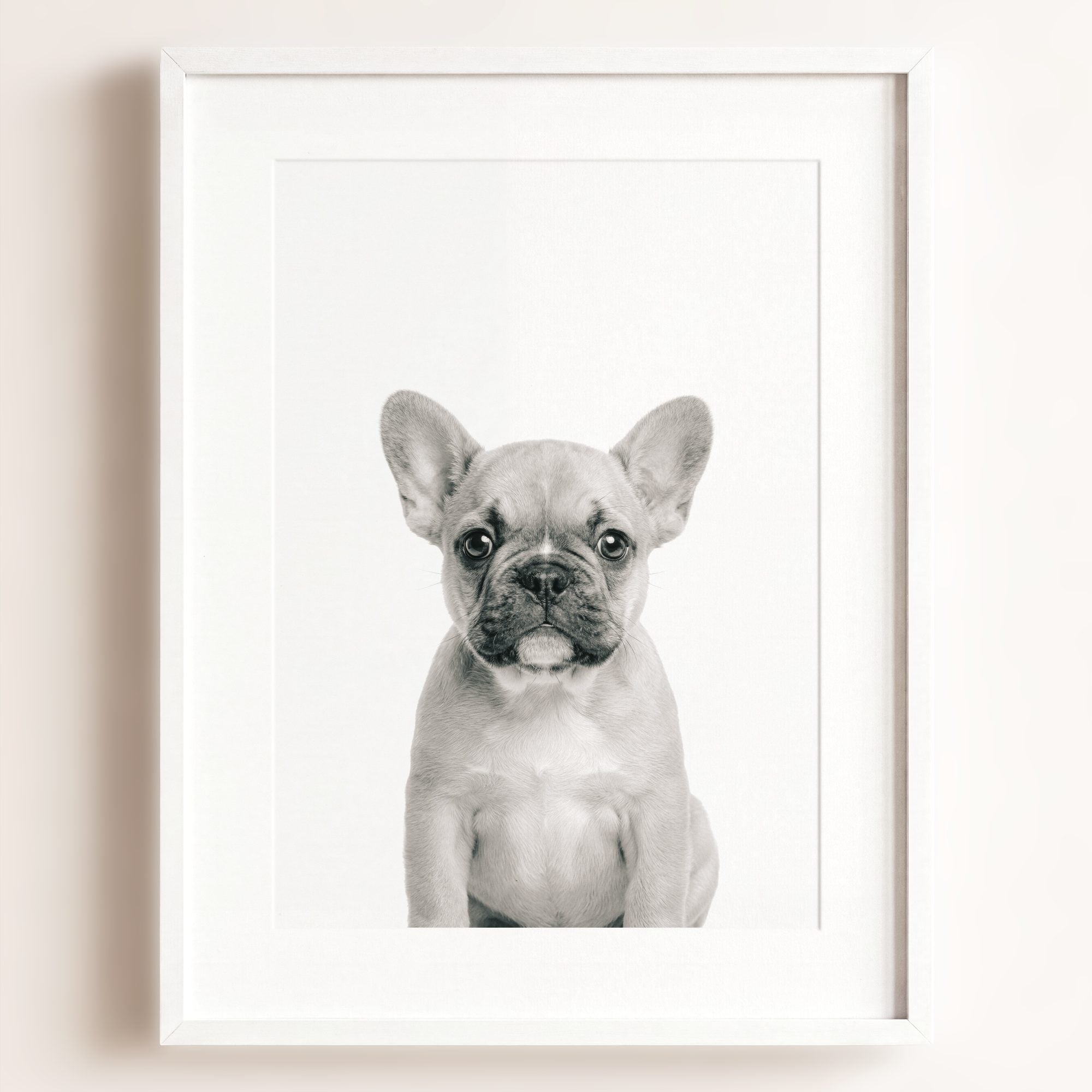 Baby Puppy French Bulldog