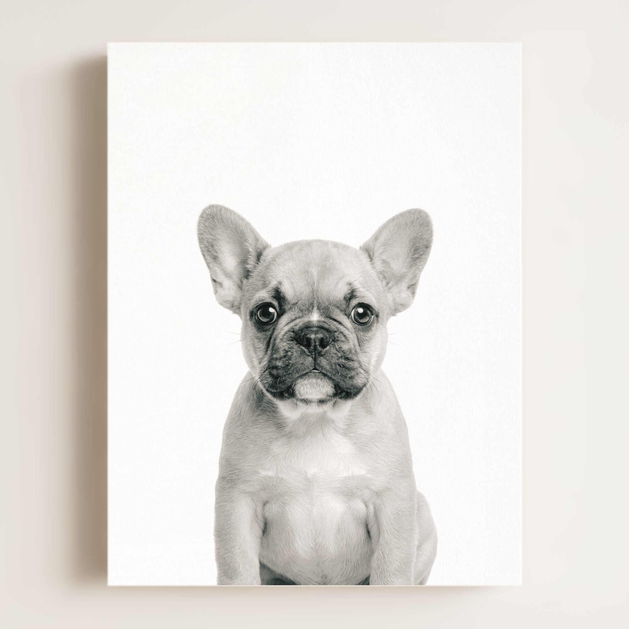 Baby Puppy French Bulldog