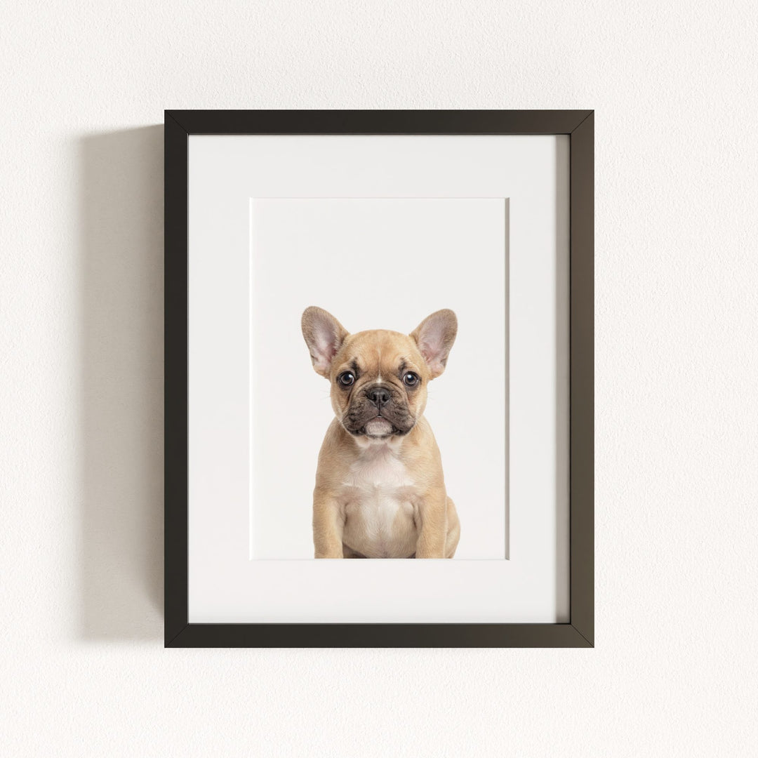 Baby Puppy French Bulldog