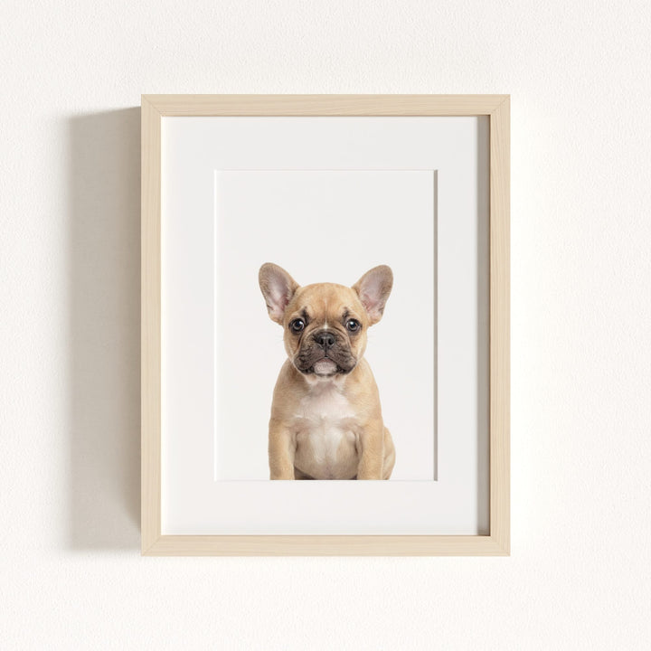 Baby Puppy French Bulldog