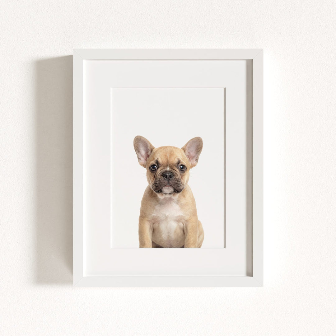 Baby Puppy French Bulldog