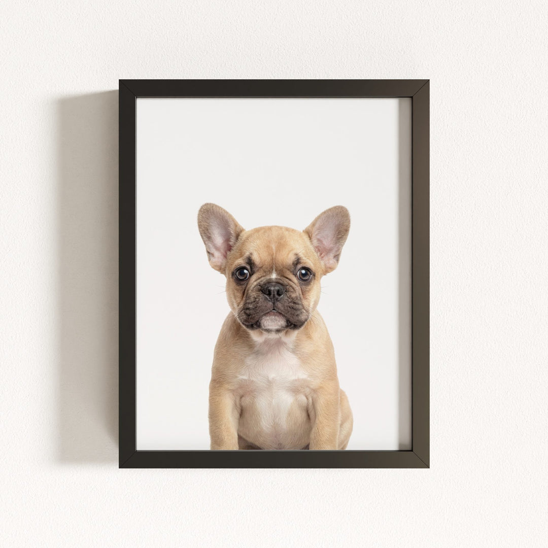 Baby Puppy French Bulldog