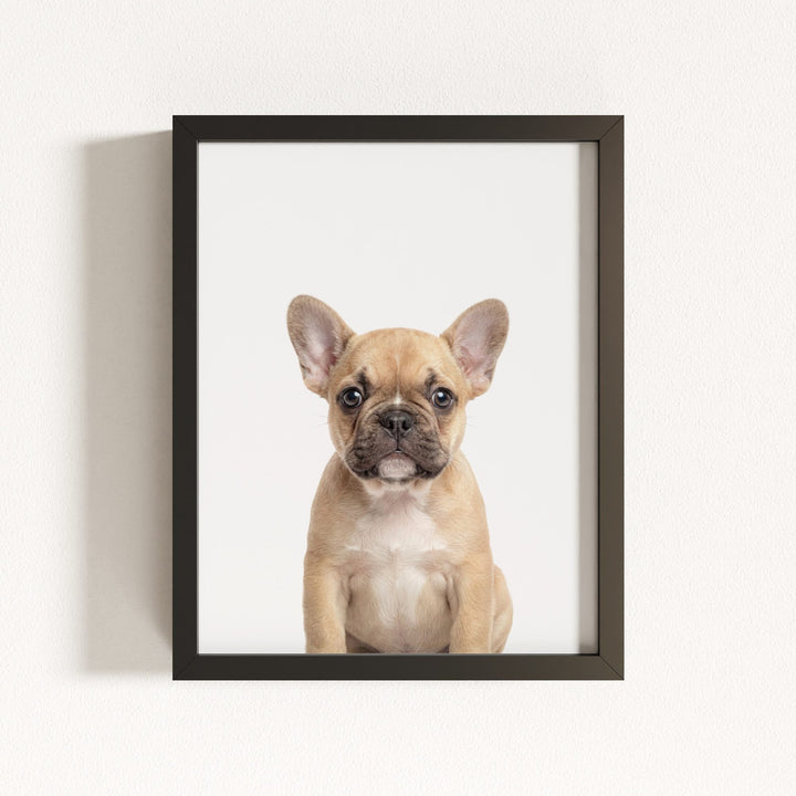 Baby Puppy French Bulldog