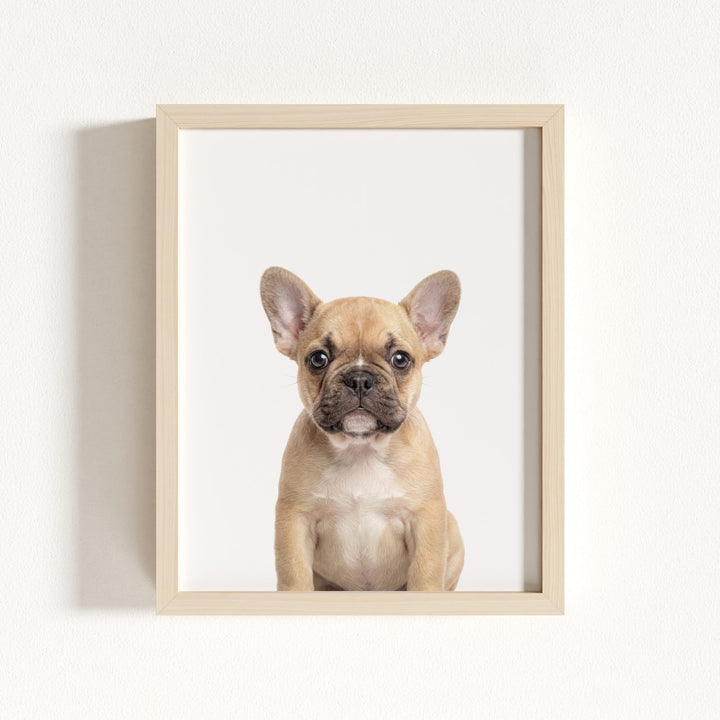 Baby Puppy French Bulldog