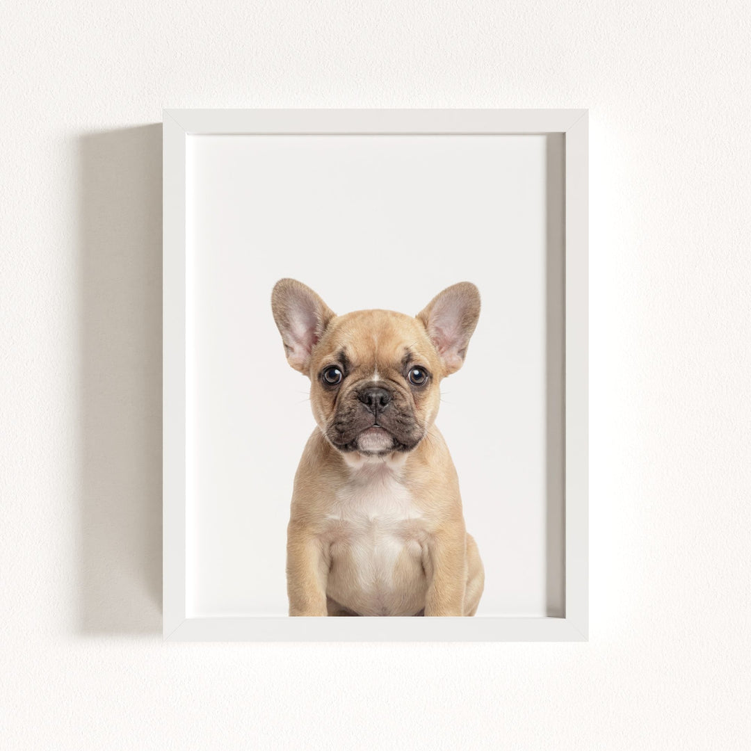 Baby Puppy French Bulldog