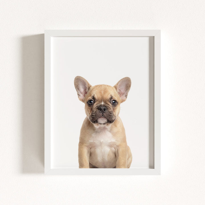 Baby Puppy French Bulldog