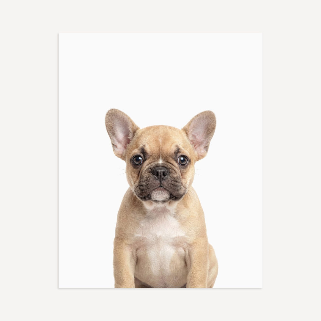 Baby Puppy French Bulldog