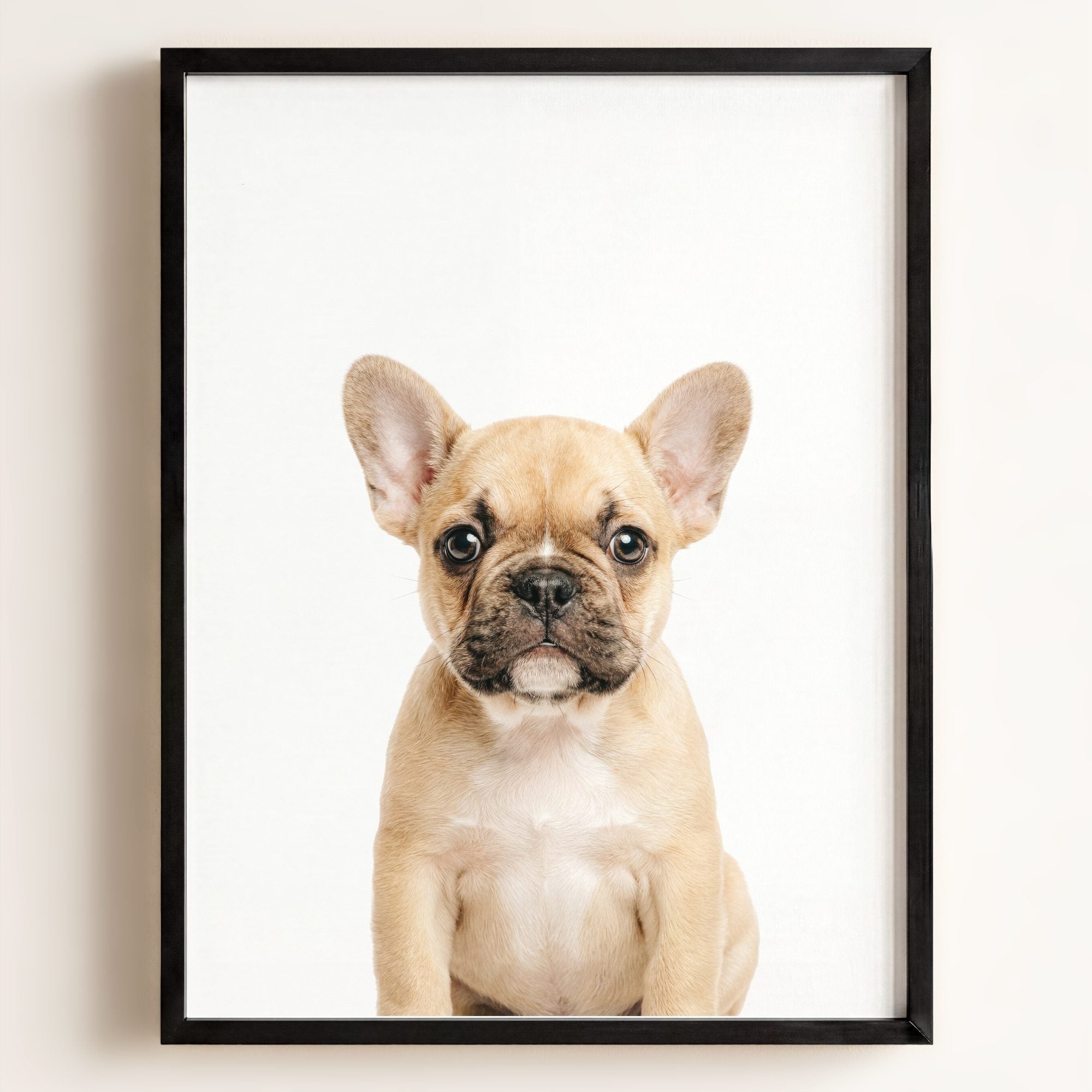 Baby Puppy French Bulldog