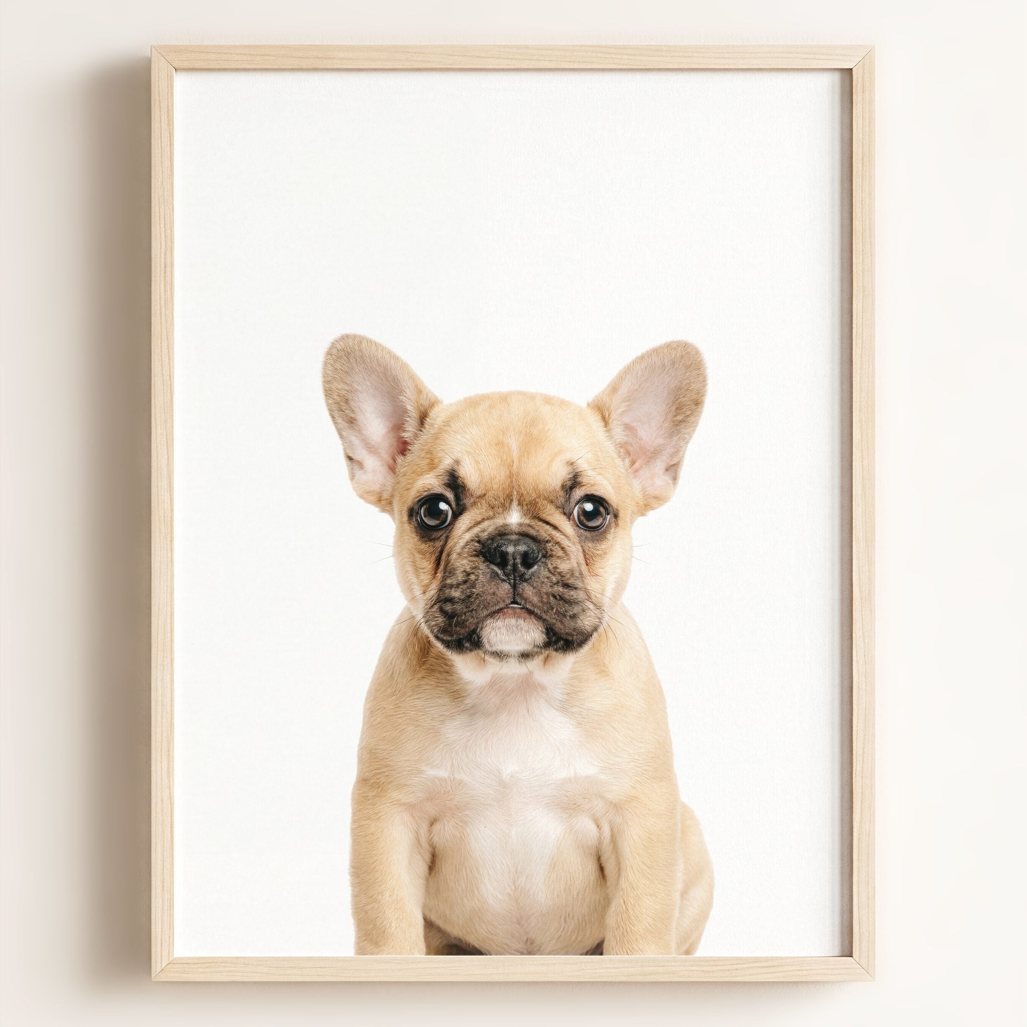 Baby Puppy French Bulldog