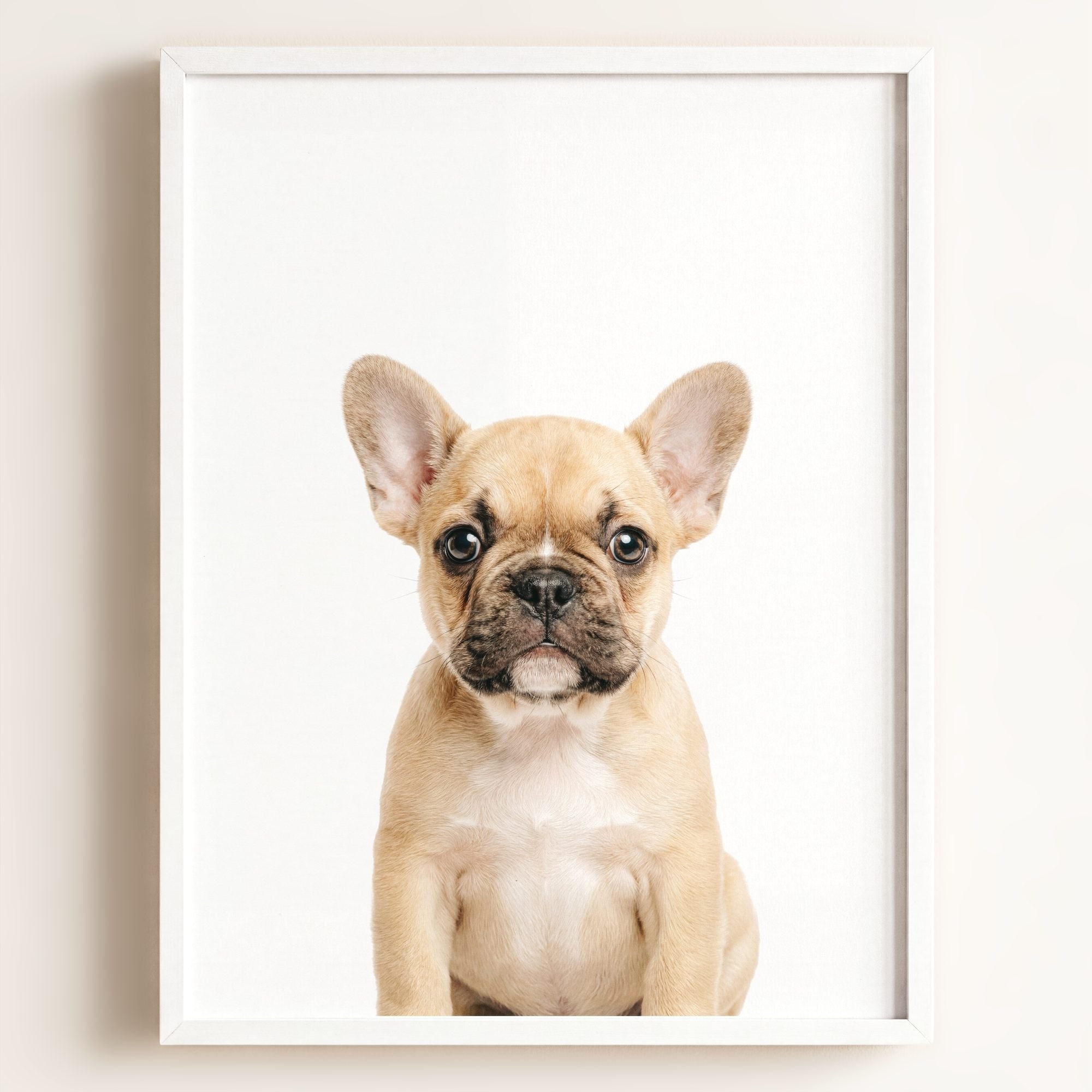 Baby Puppy French Bulldog