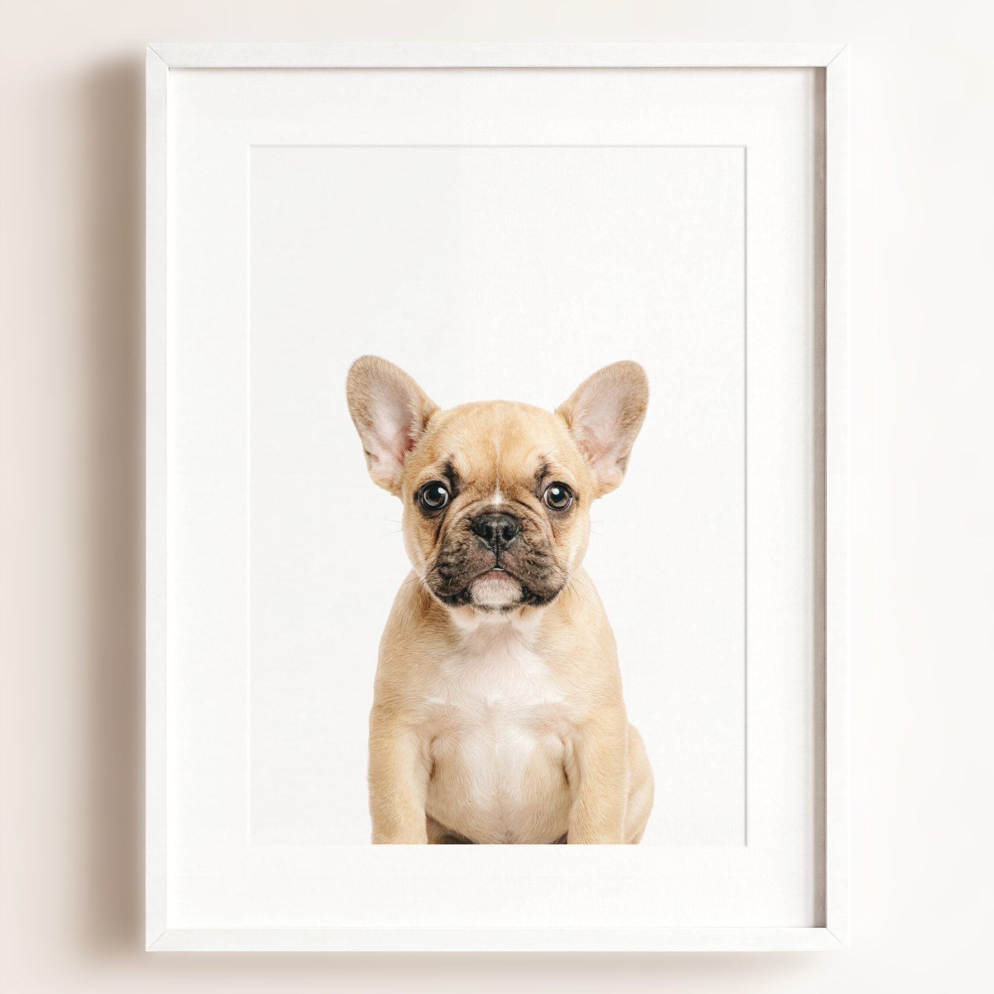 Baby Puppy French Bulldog