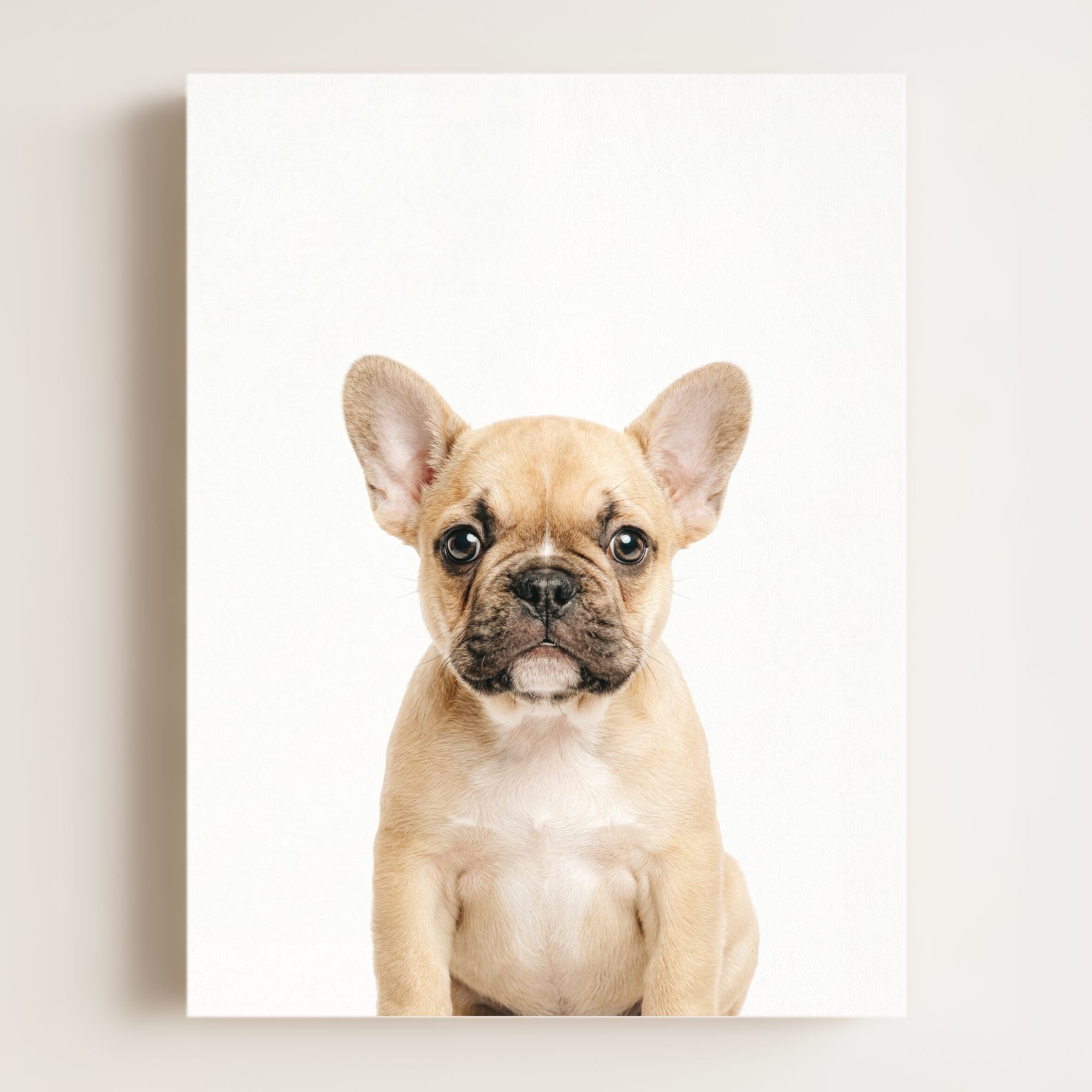 Baby Puppy French Bulldog