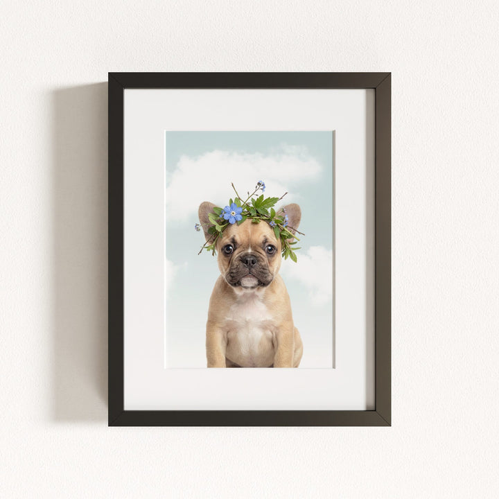 Baby Puppy French Bulldog