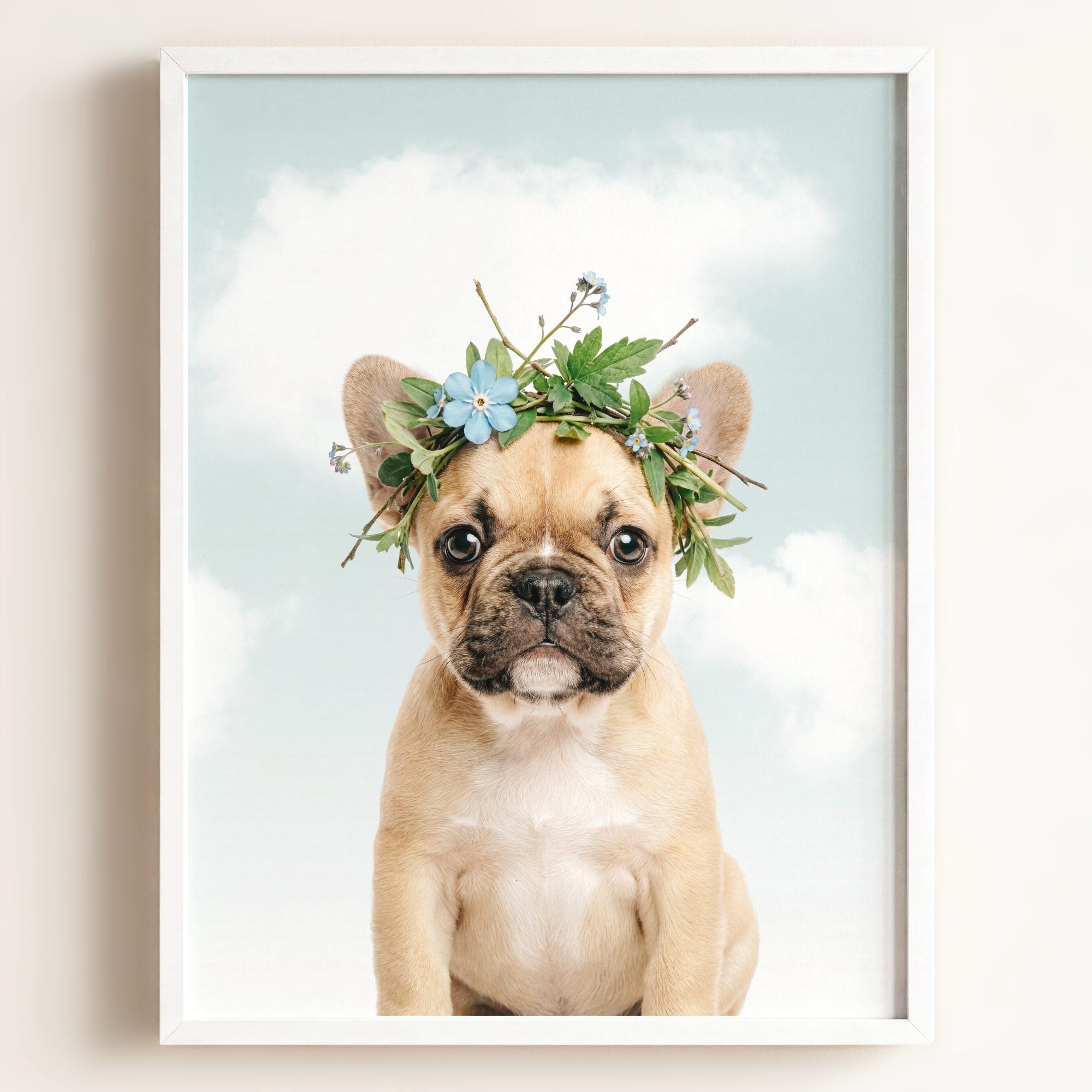 Baby Puppy French Bulldog