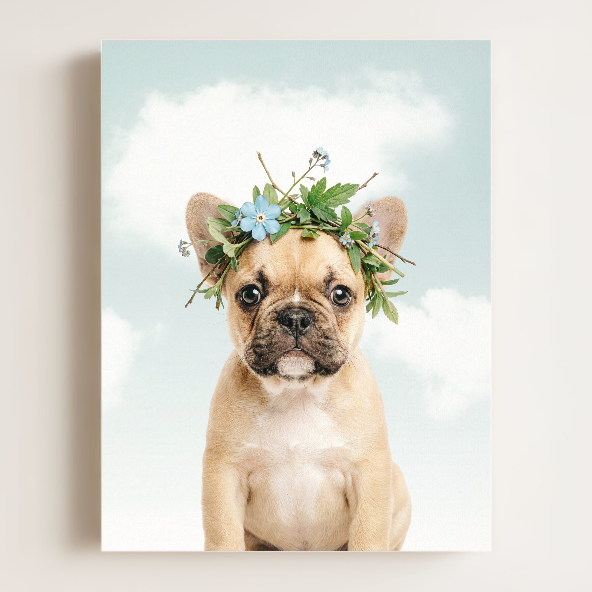 Baby Puppy French Bulldog