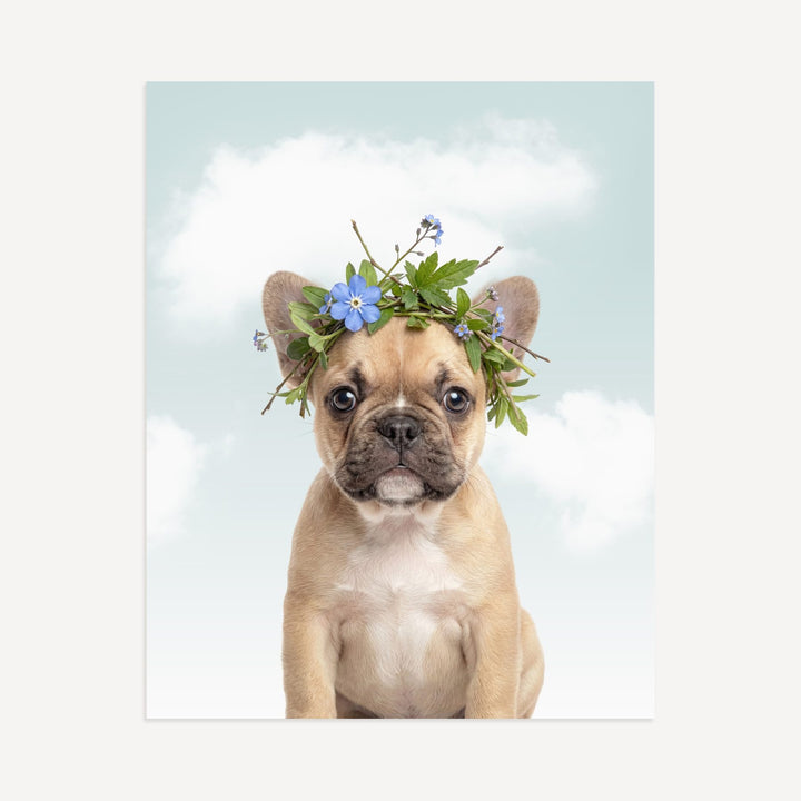 Baby Puppy French Bulldog