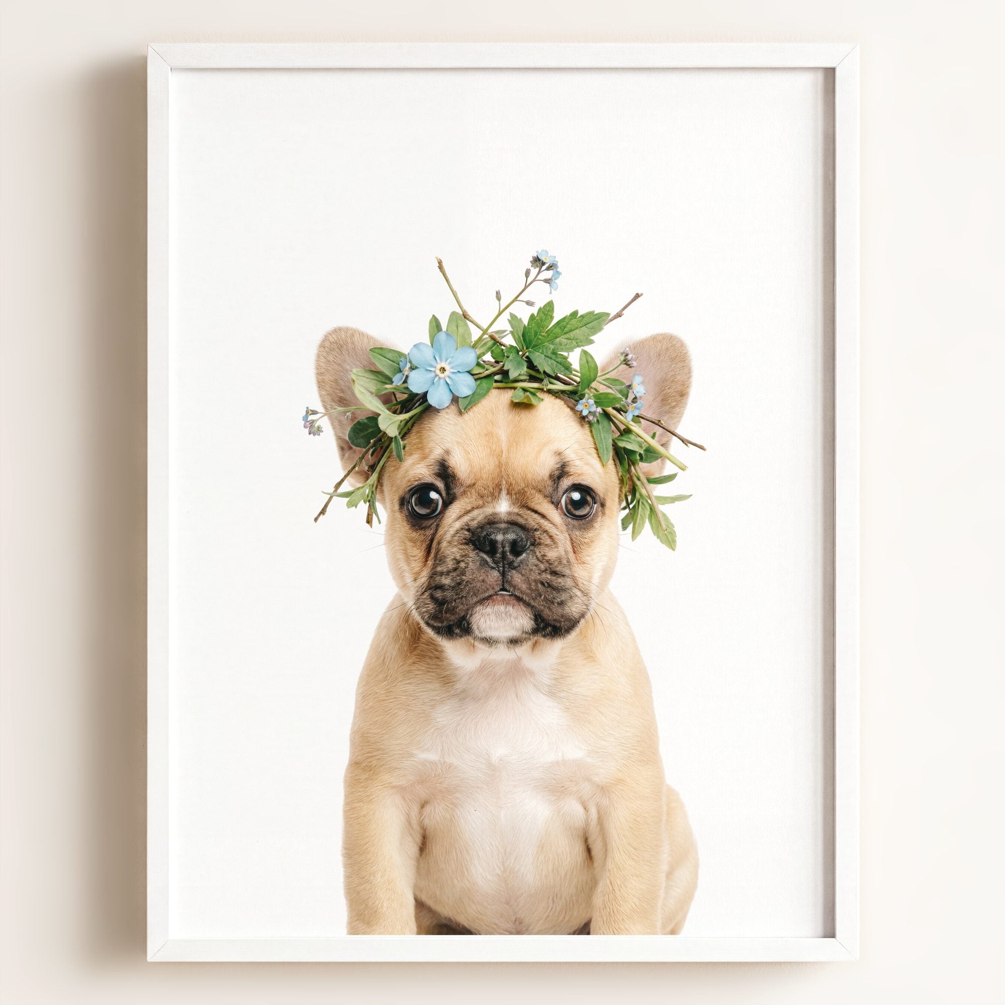 Baby Puppy French Bulldog