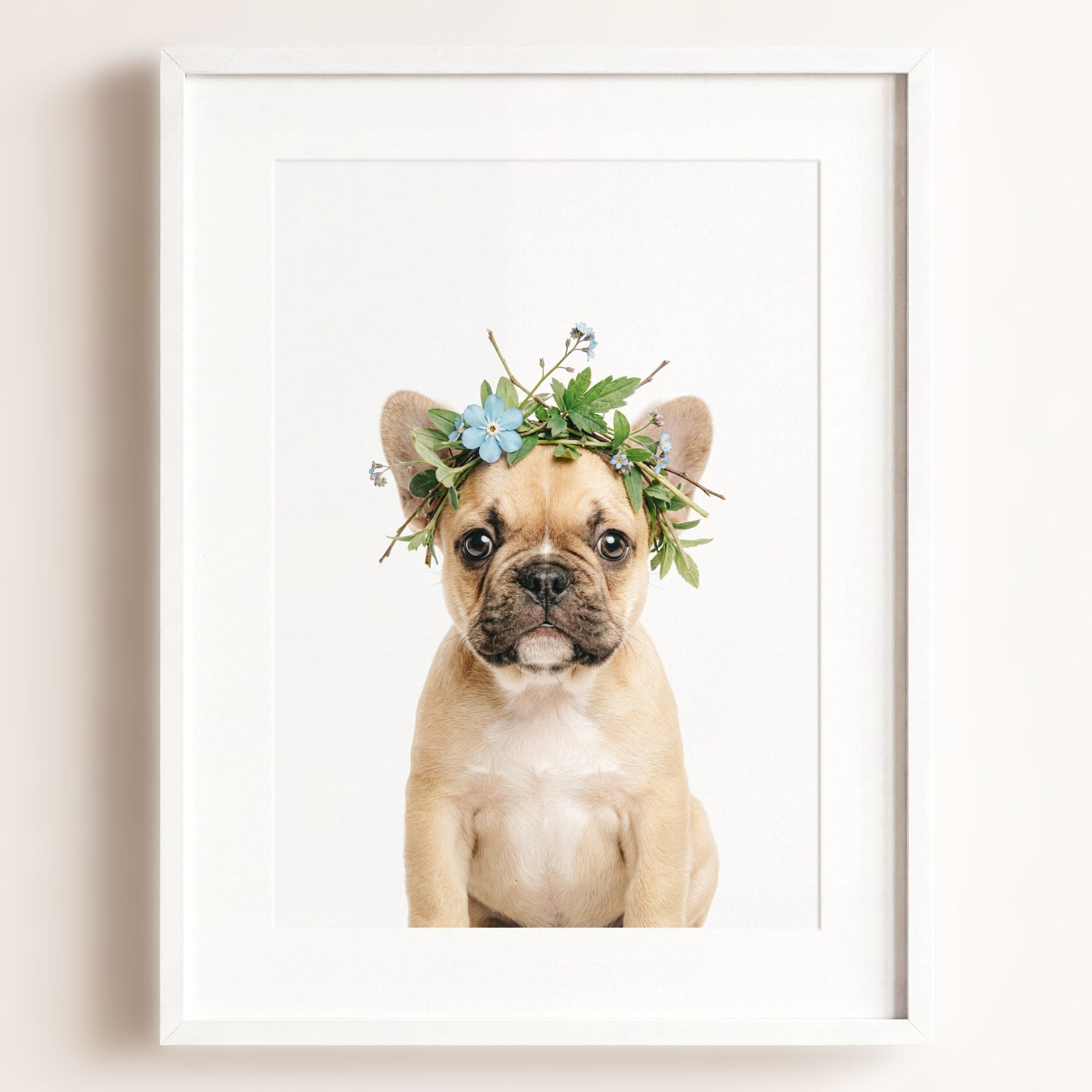 Baby Puppy French Bulldog