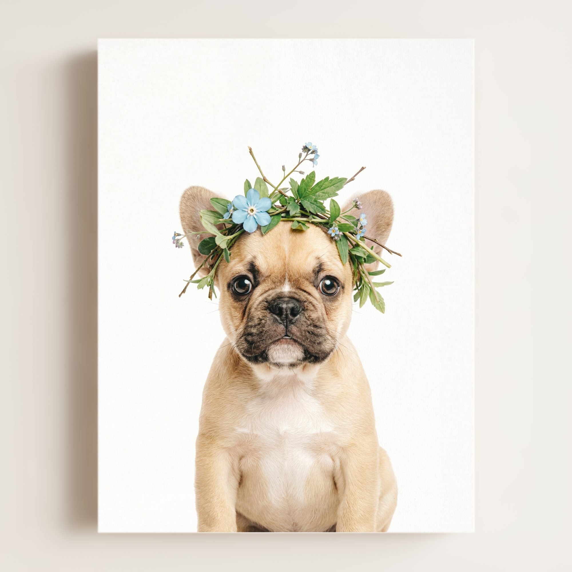 Baby Puppy French Bulldog