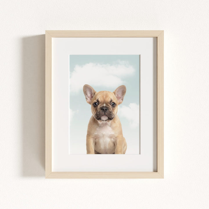 Baby Puppy French Bulldog