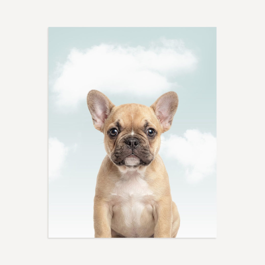 Baby Puppy French Bulldog