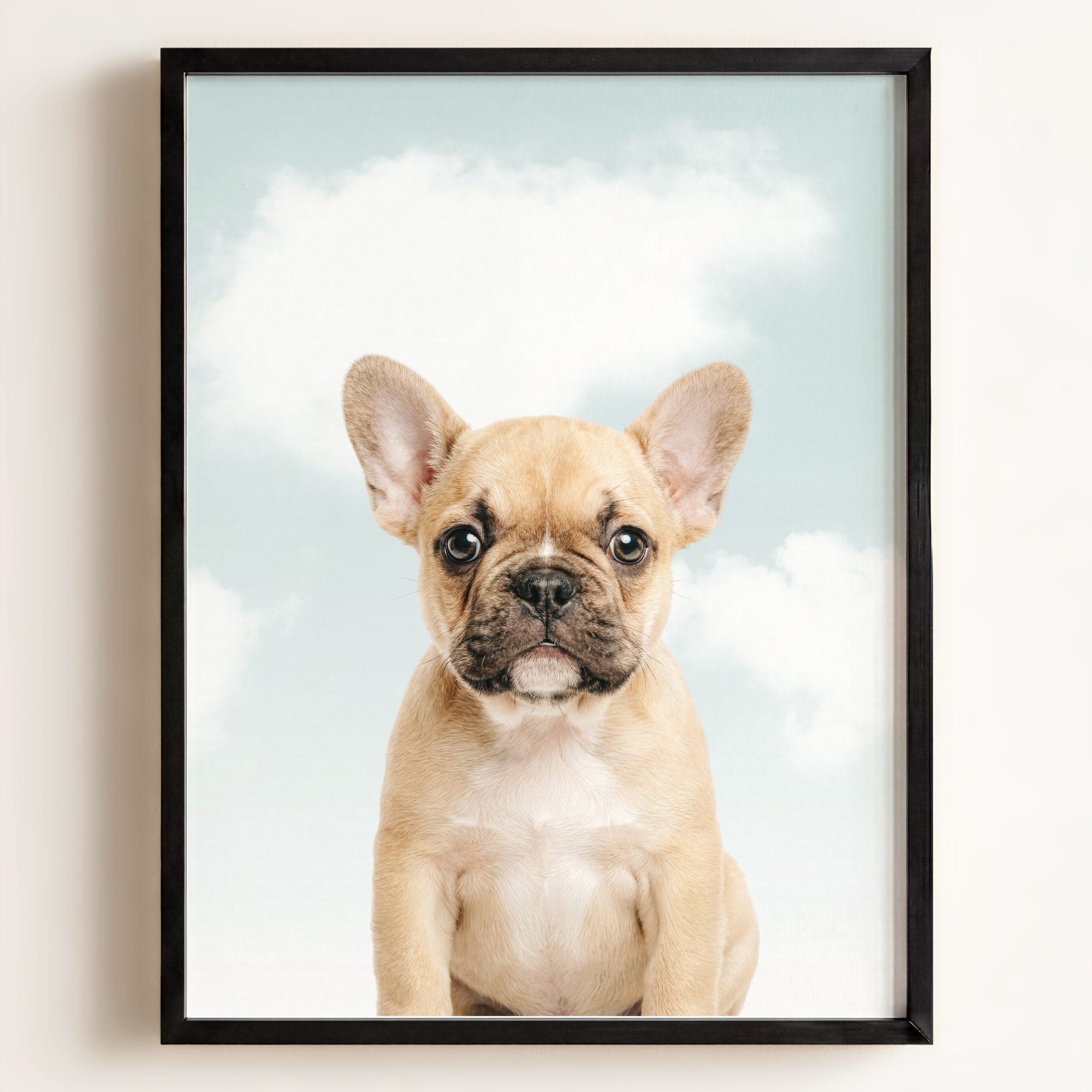 Baby Puppy French Bulldog