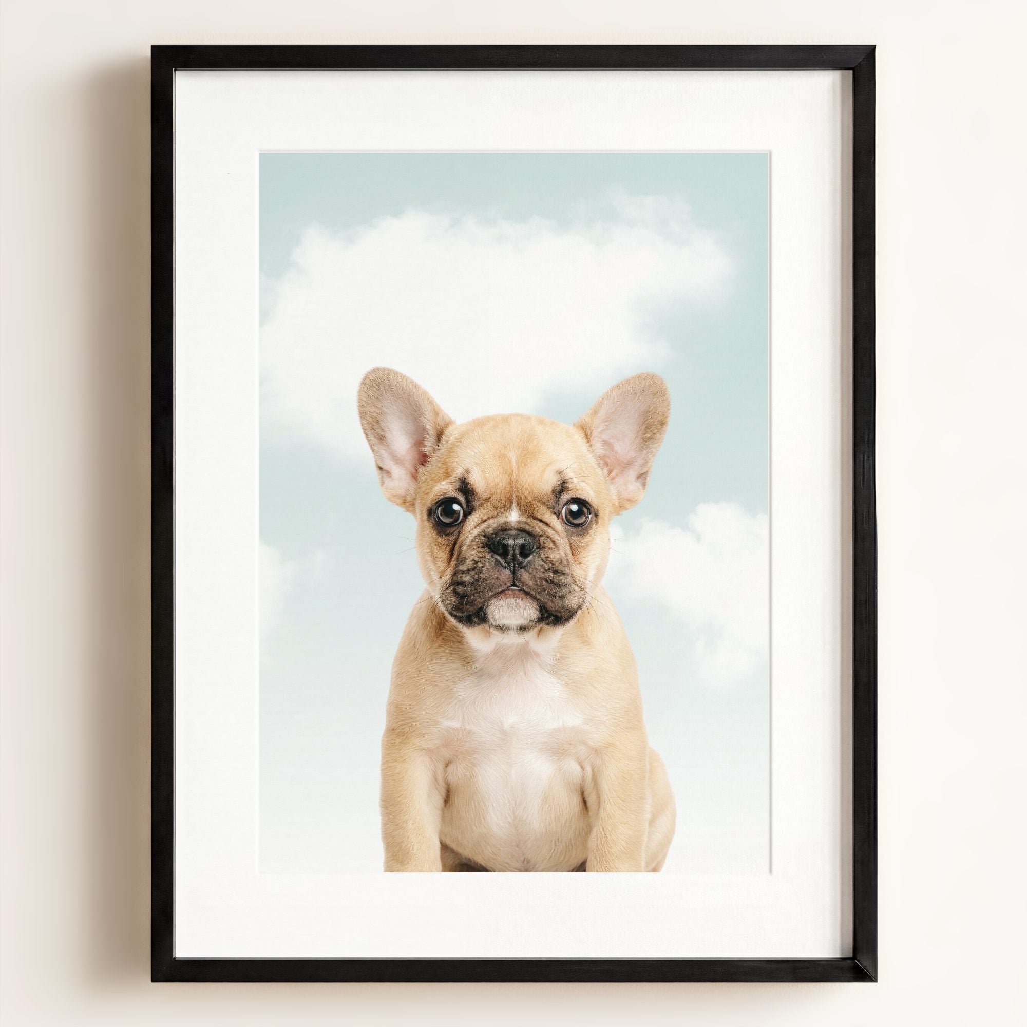 Baby Puppy French Bulldog