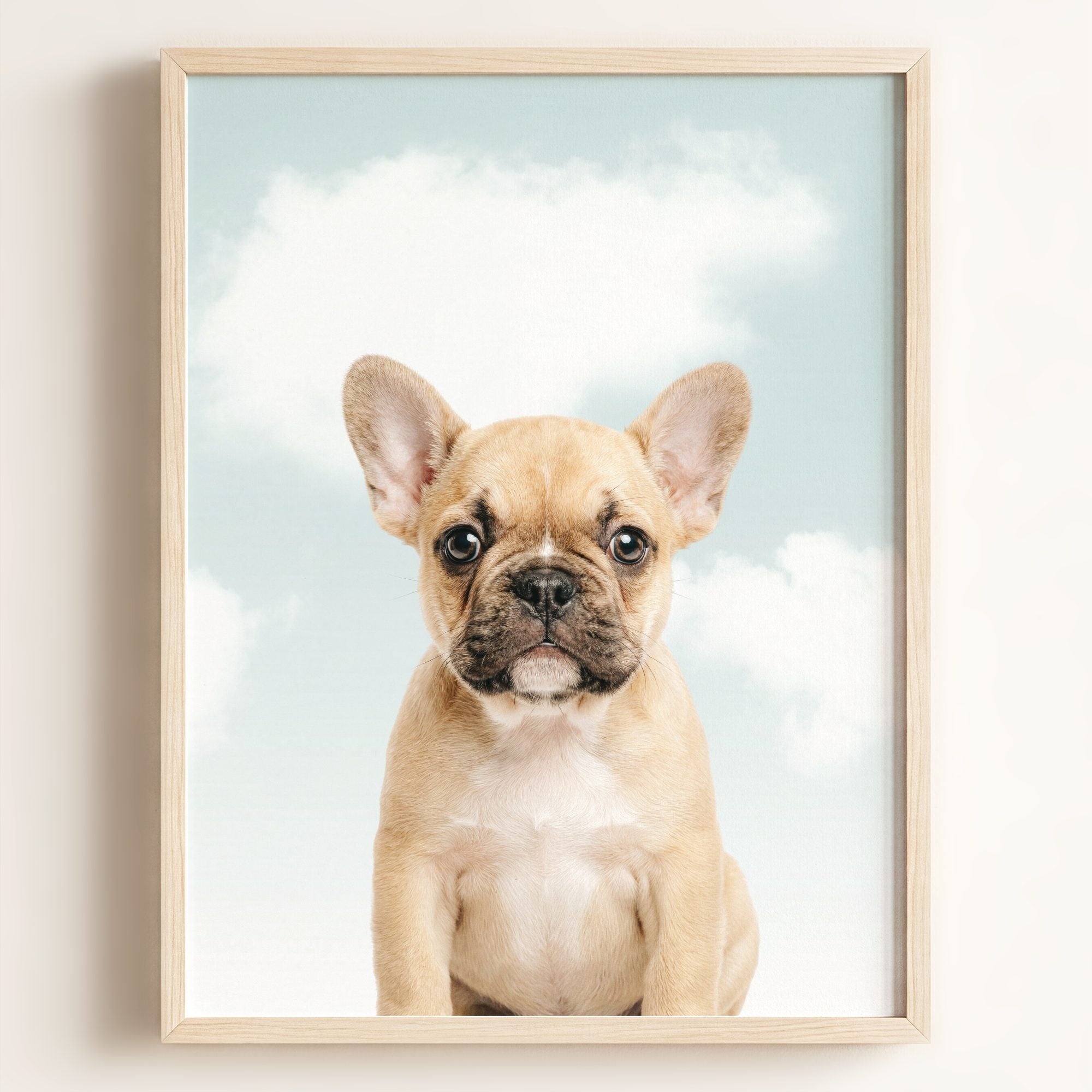 Baby Puppy French Bulldog