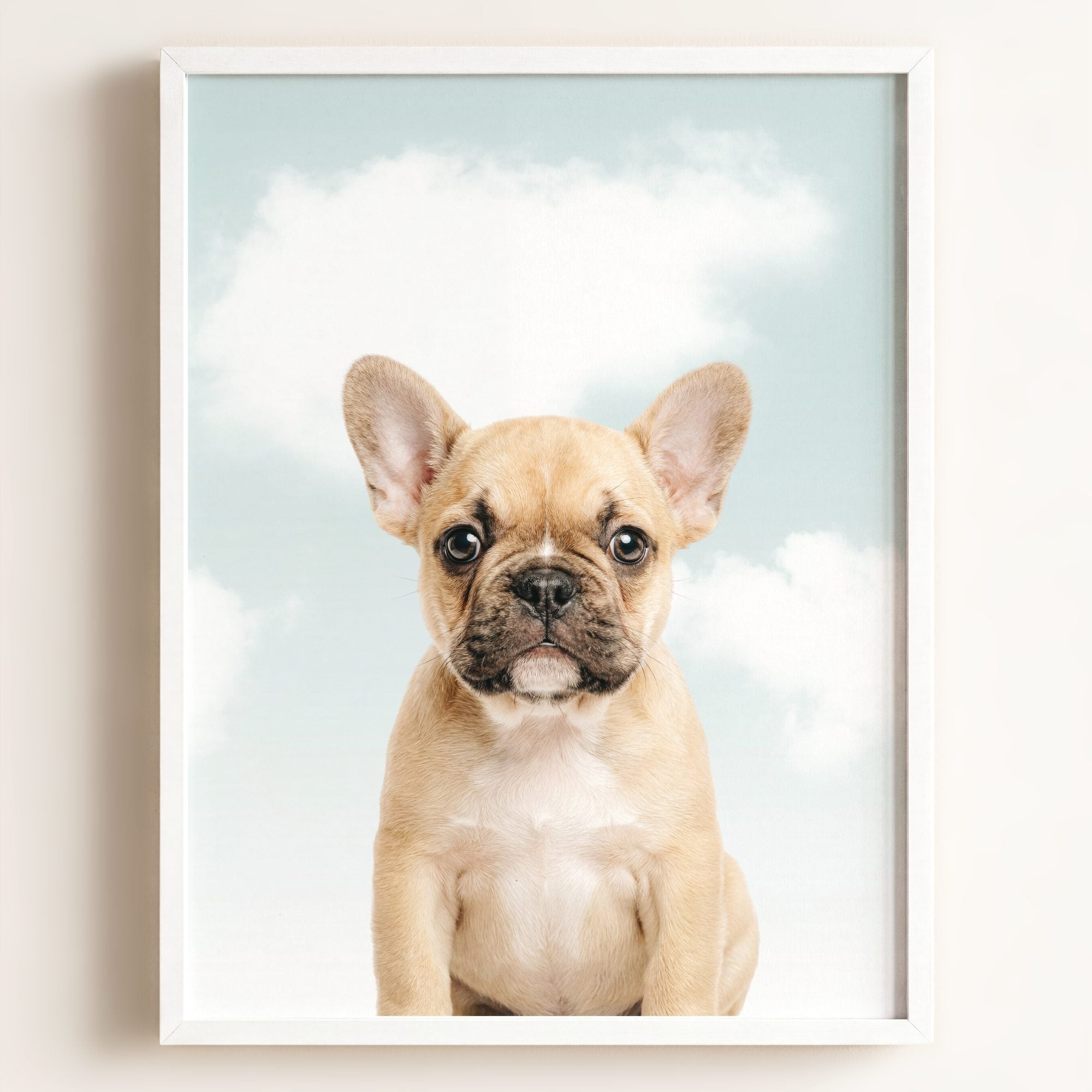 Baby Puppy French Bulldog