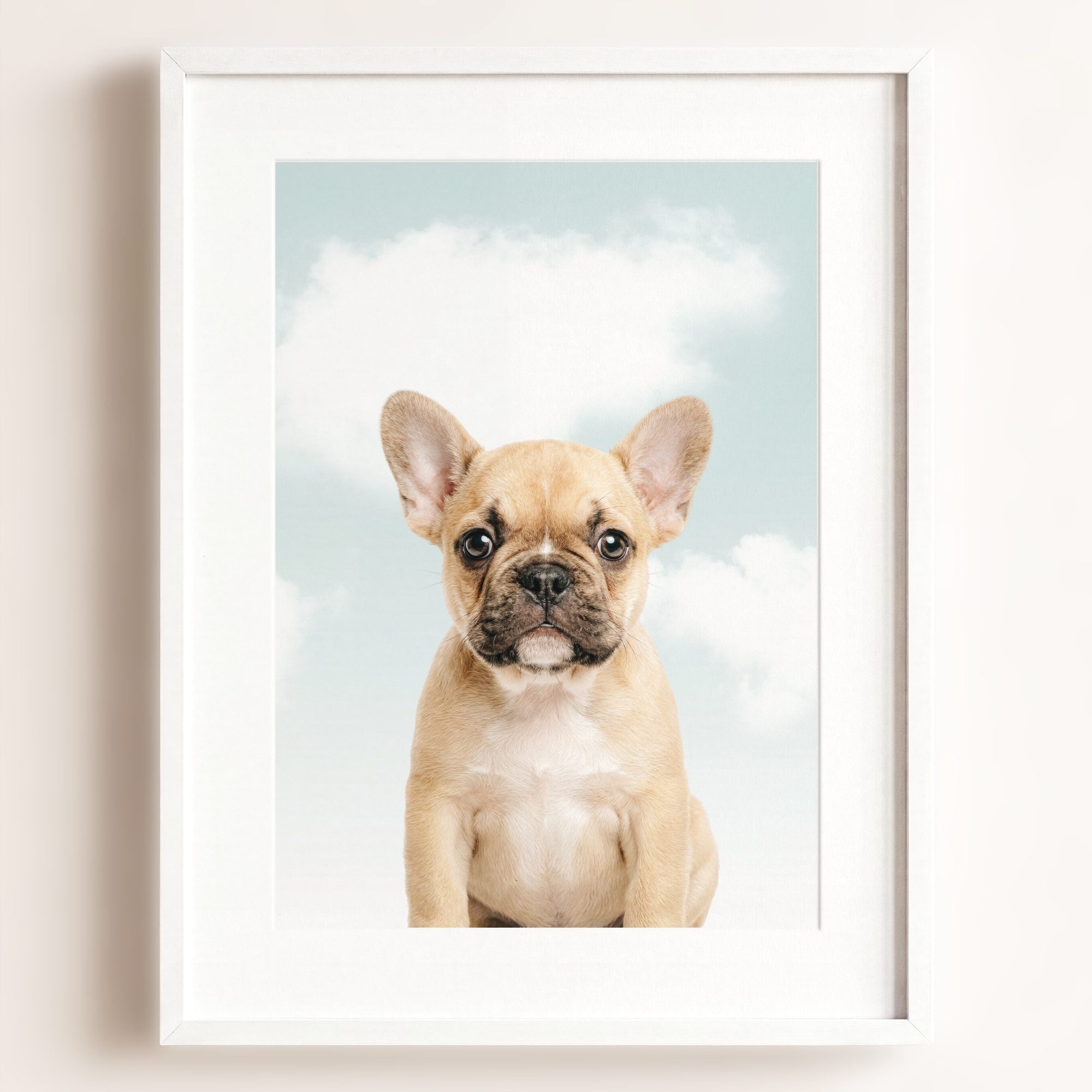 Baby Puppy French Bulldog