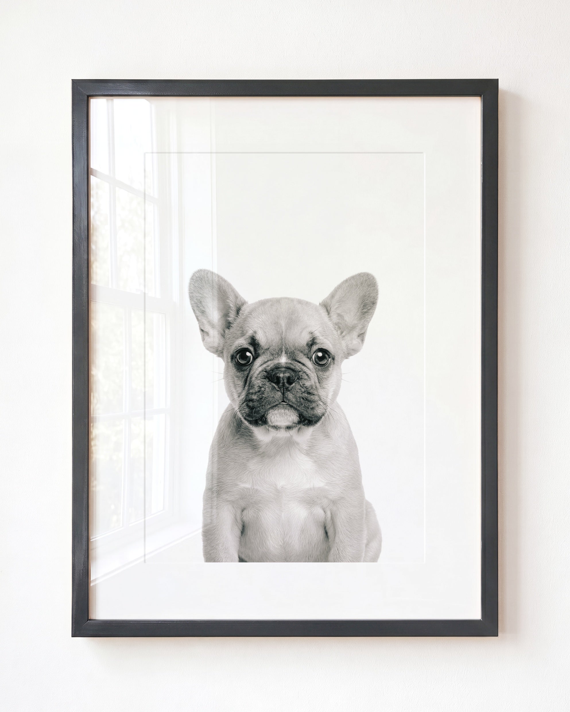 Baby Puppy French Bulldog