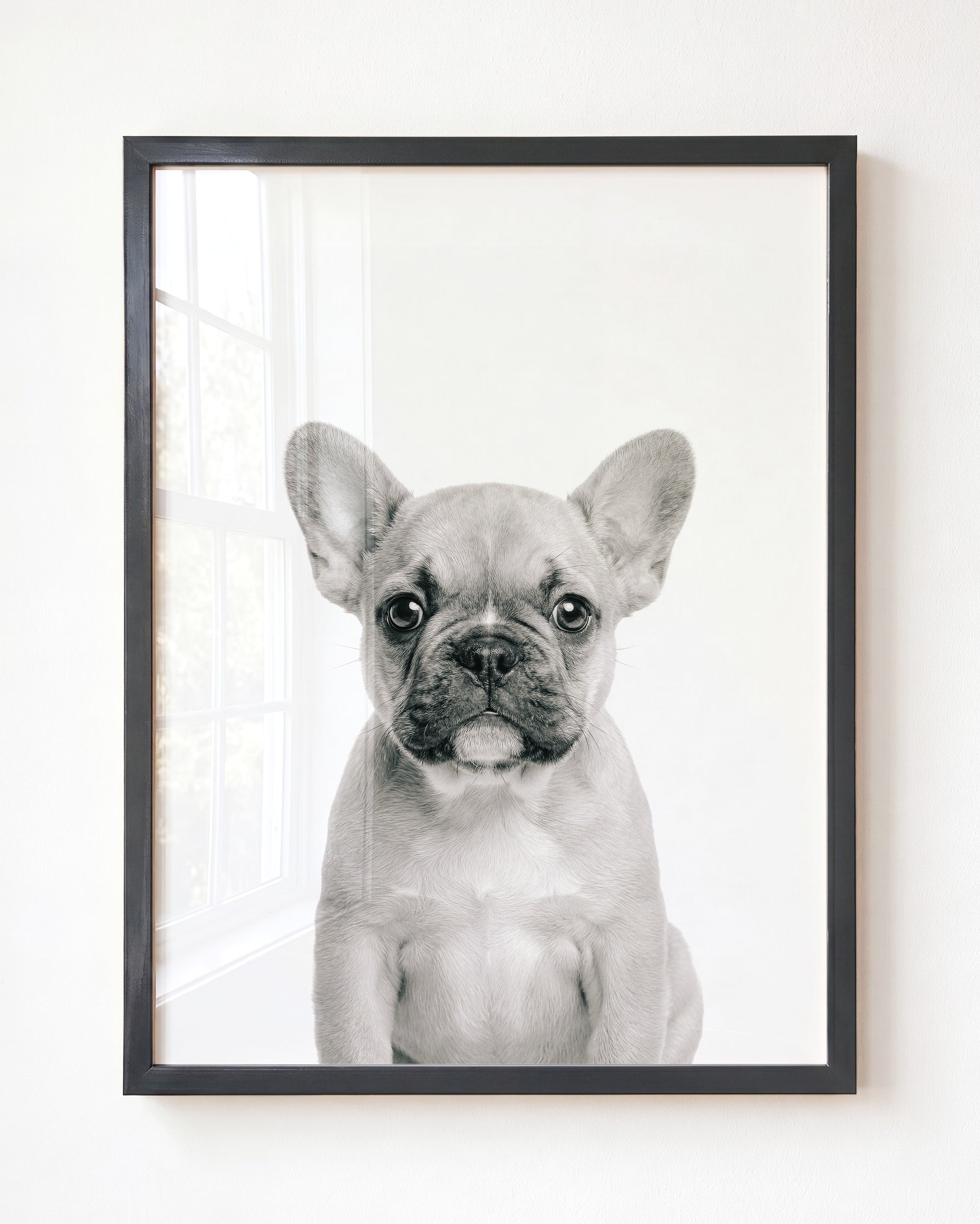 Baby Puppy French Bulldog