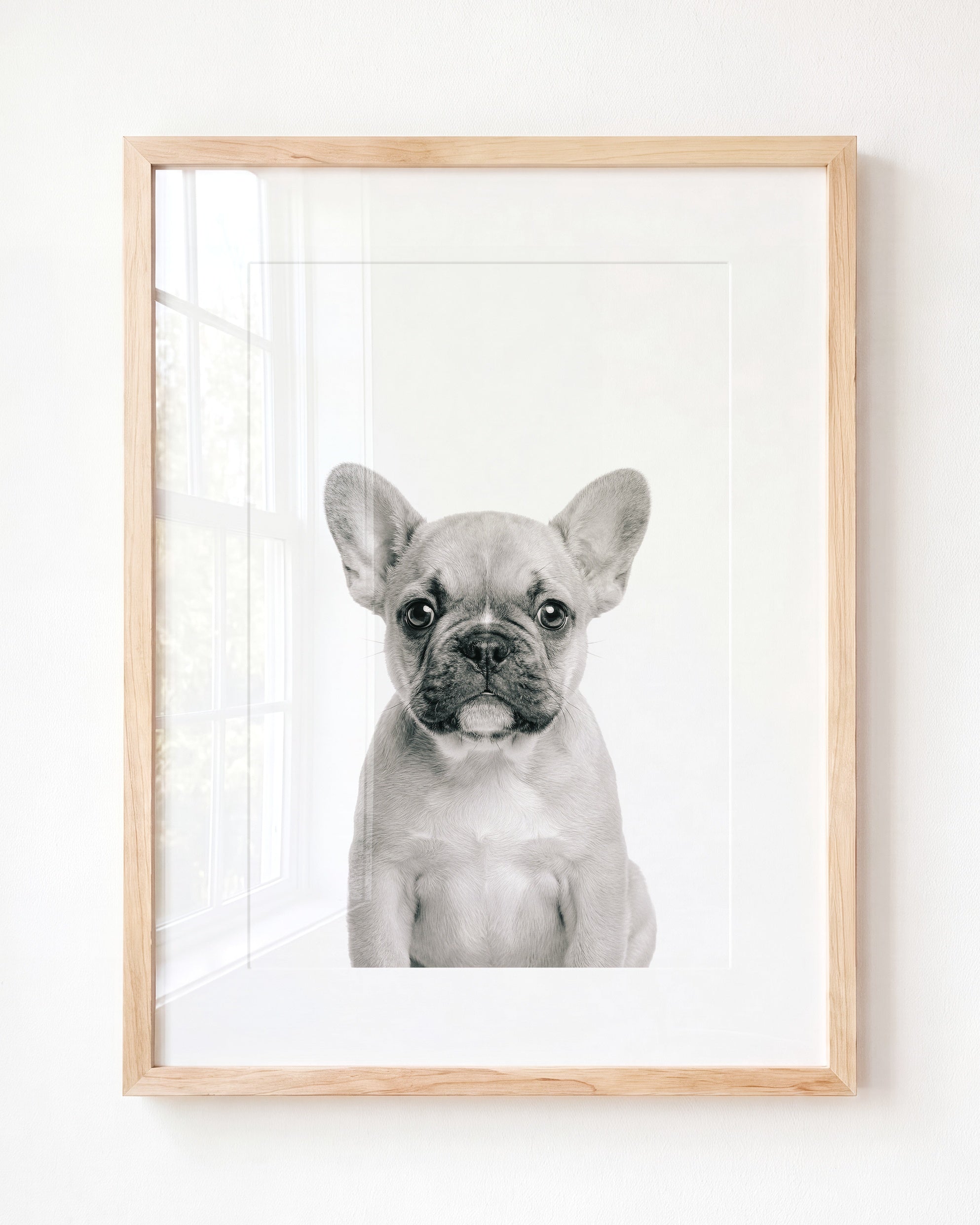 Baby Puppy French Bulldog