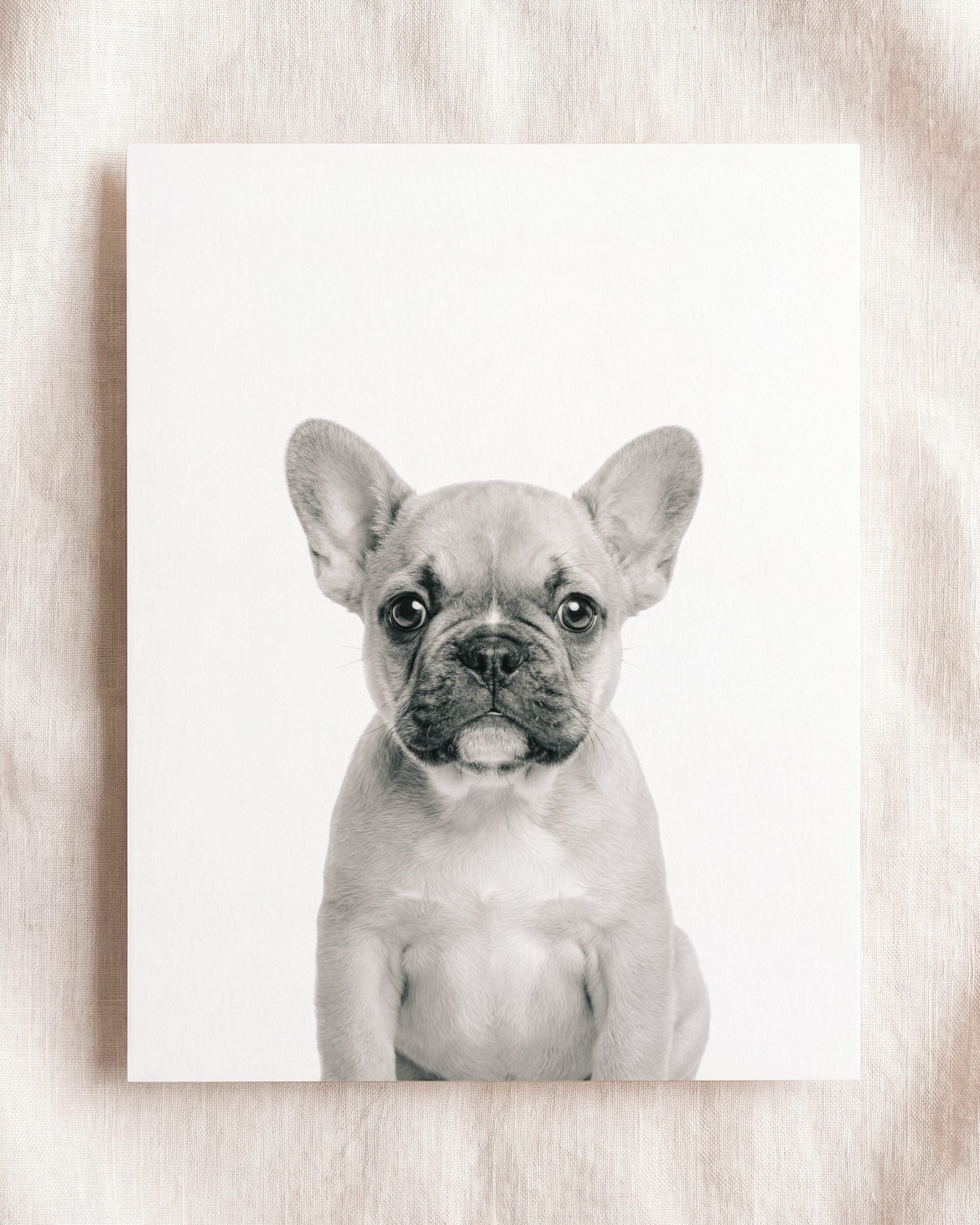 Baby Puppy French Bulldog