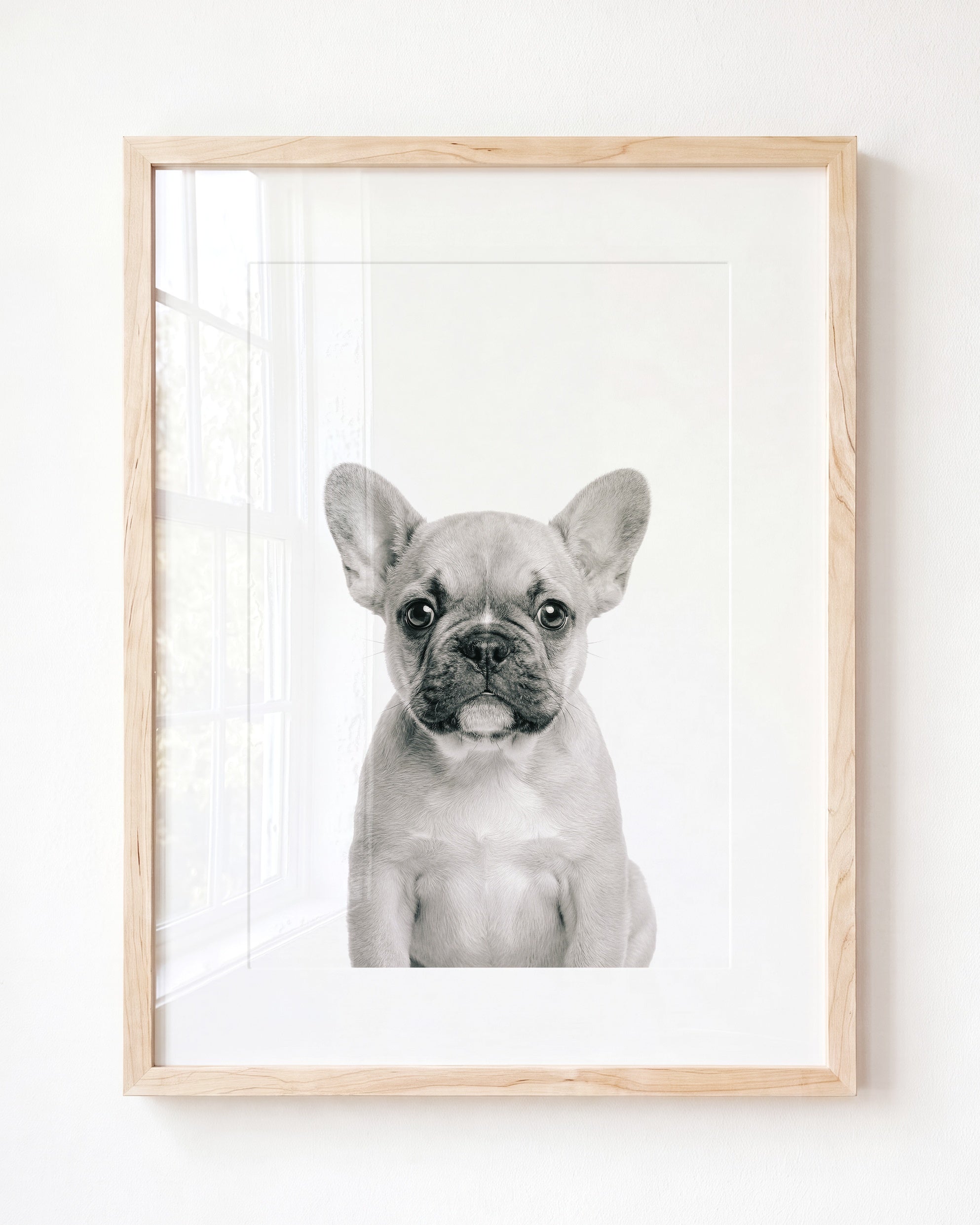 Baby Puppy French Bulldog