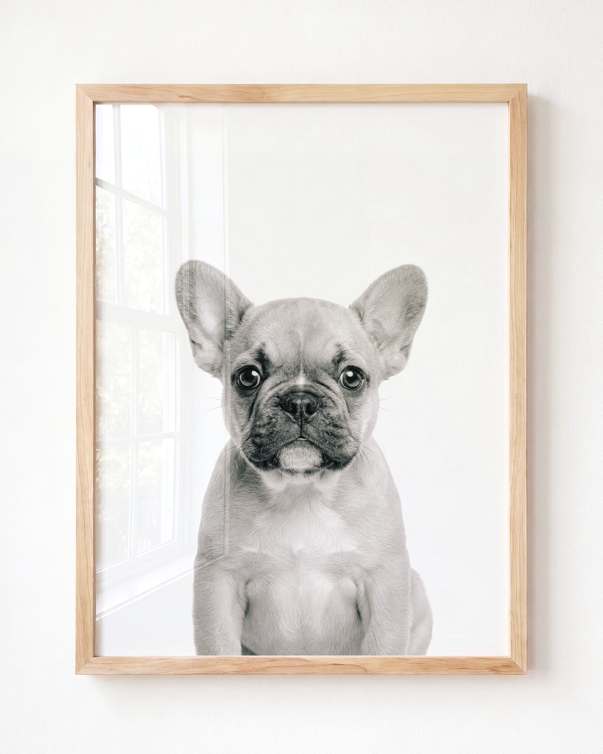 Baby Puppy French Bulldog