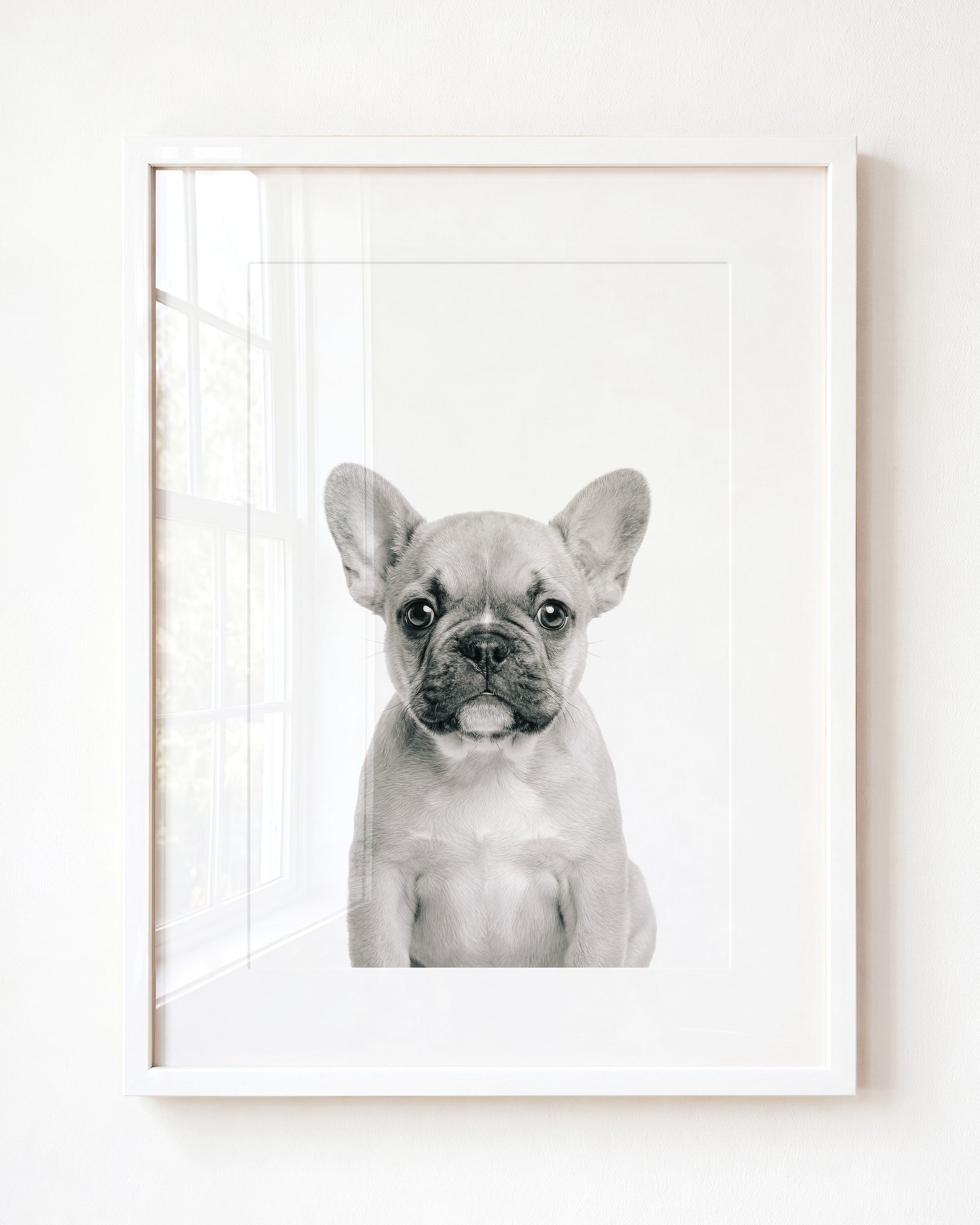 Baby Puppy French Bulldog