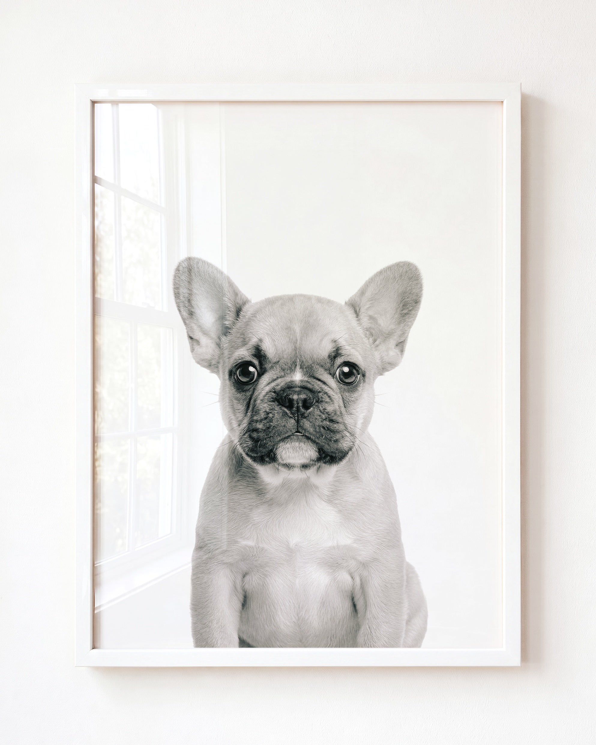 Baby Puppy French Bulldog