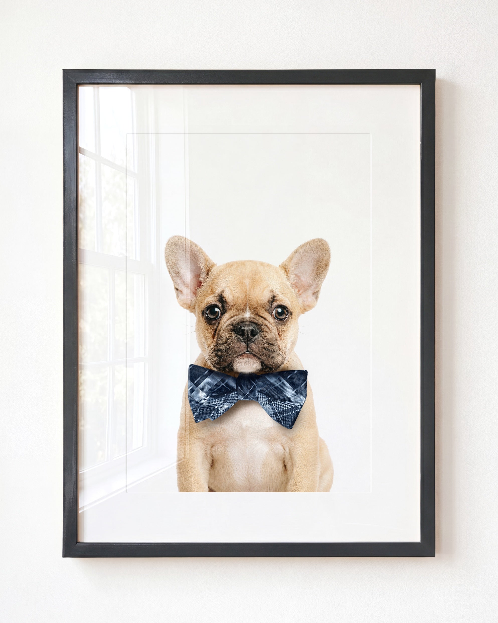 Baby Puppy French Bulldog