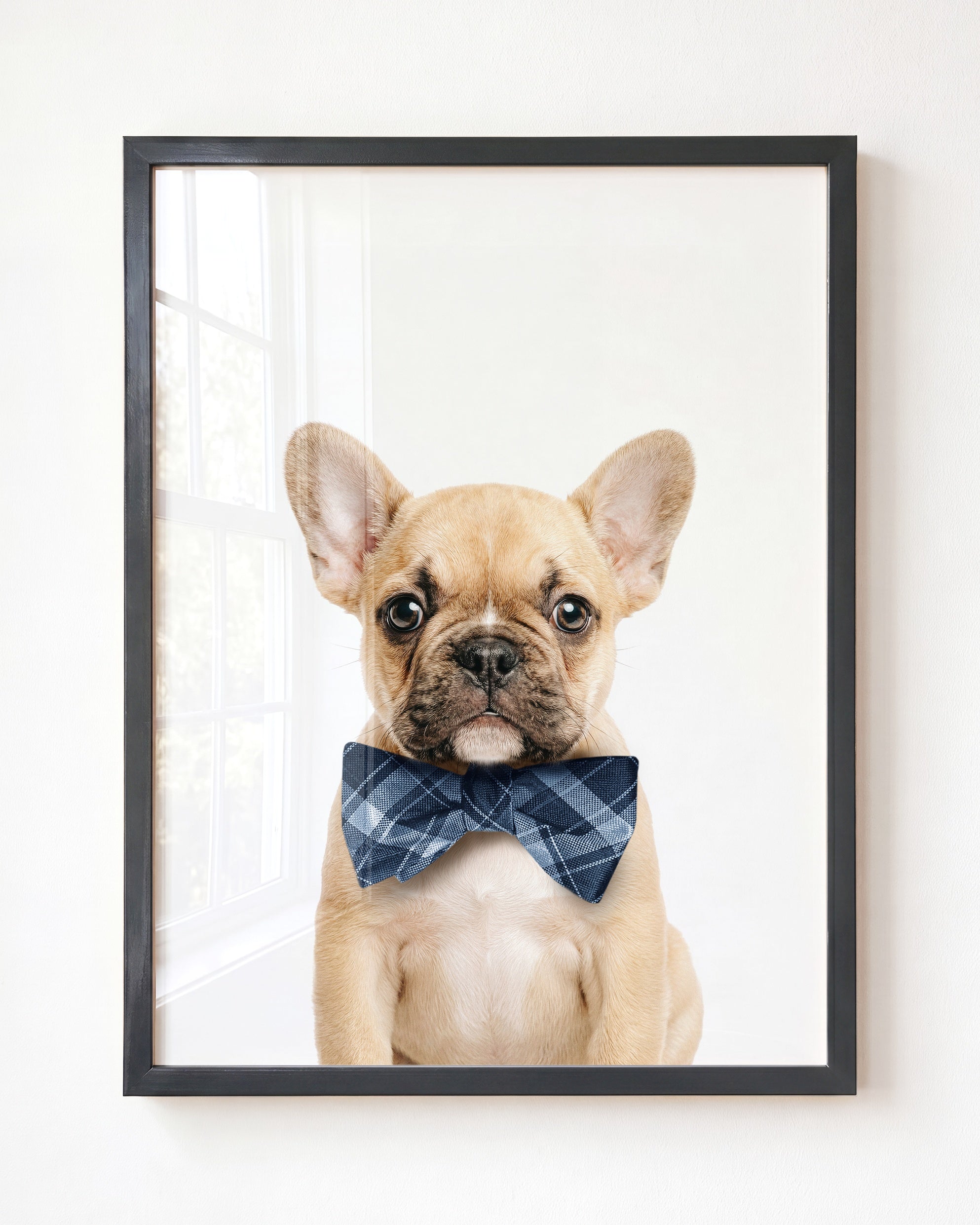 Baby Puppy French Bulldog