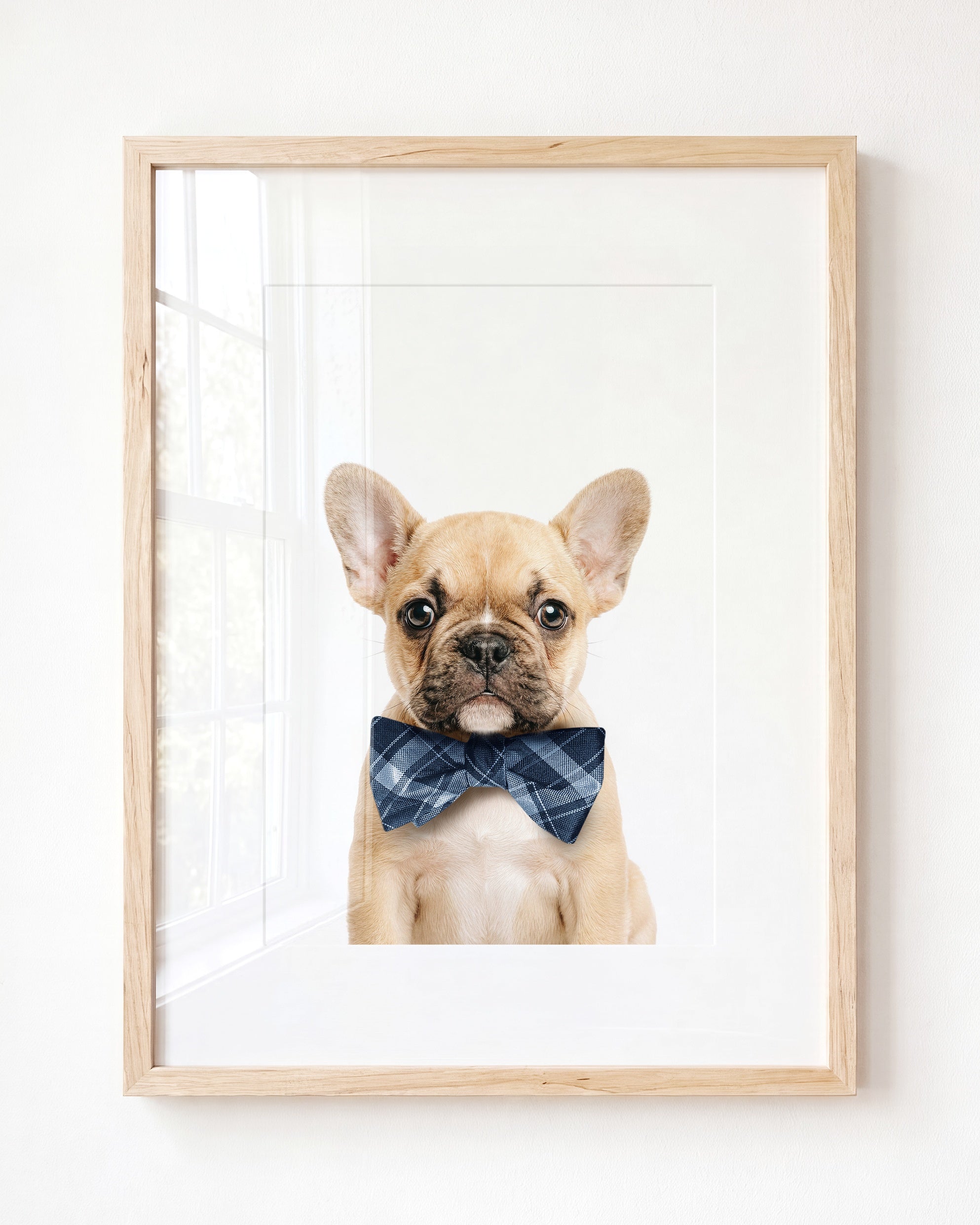 Baby Puppy French Bulldog