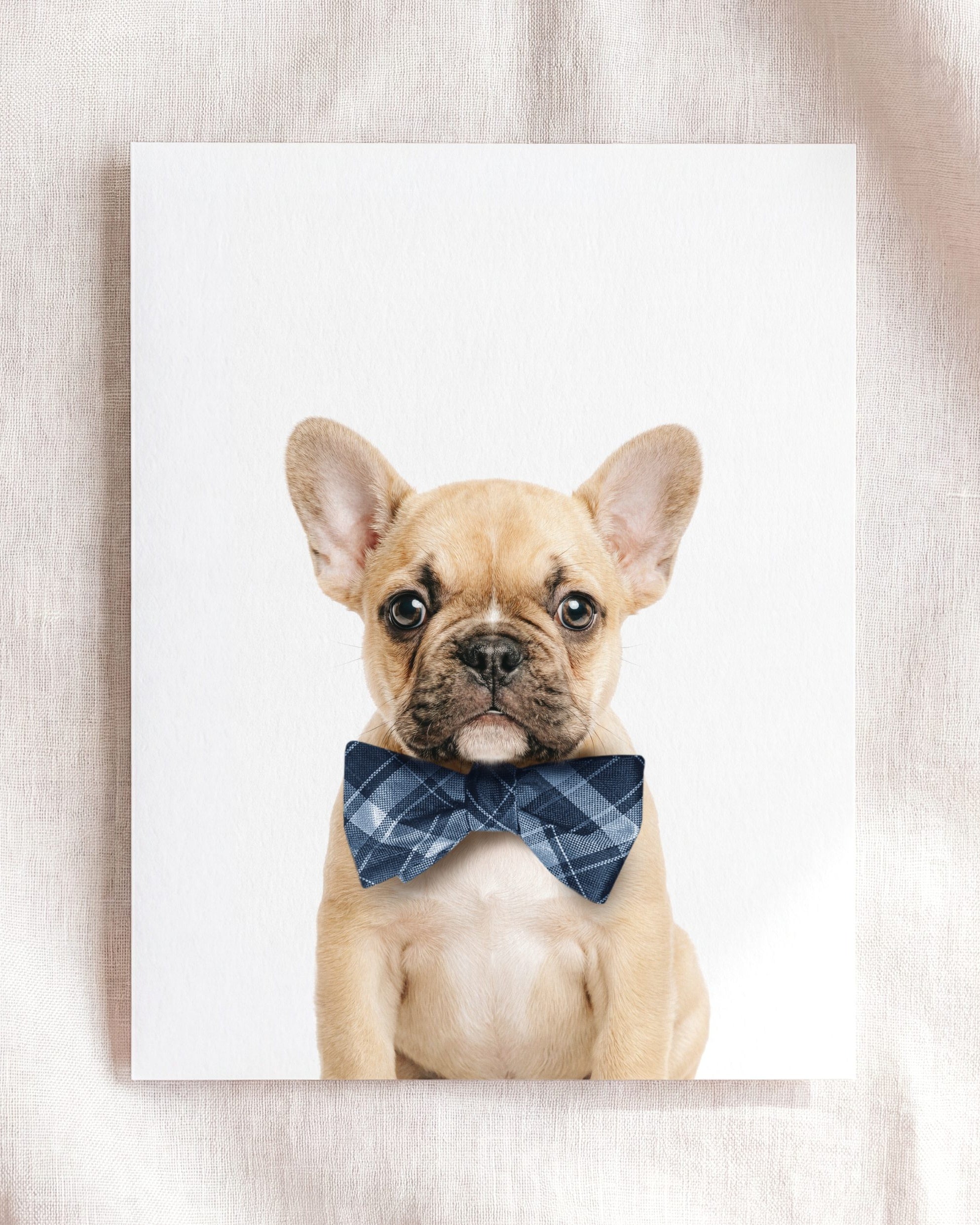 Baby Puppy French Bulldog