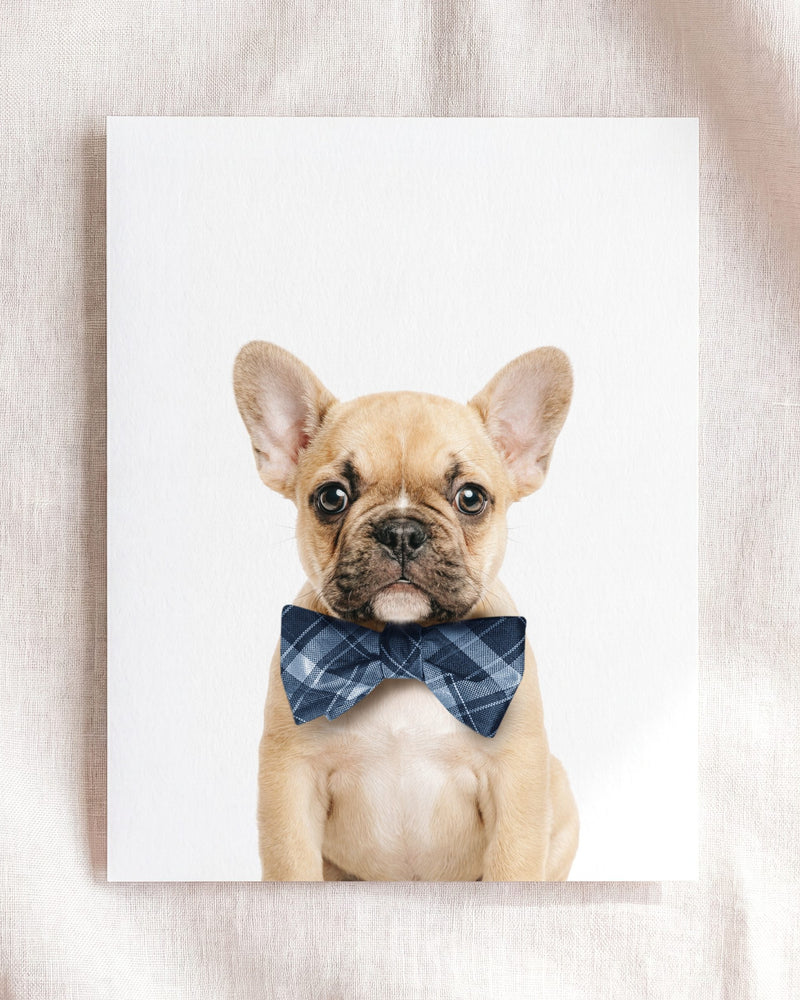Bow Tie Cornflower