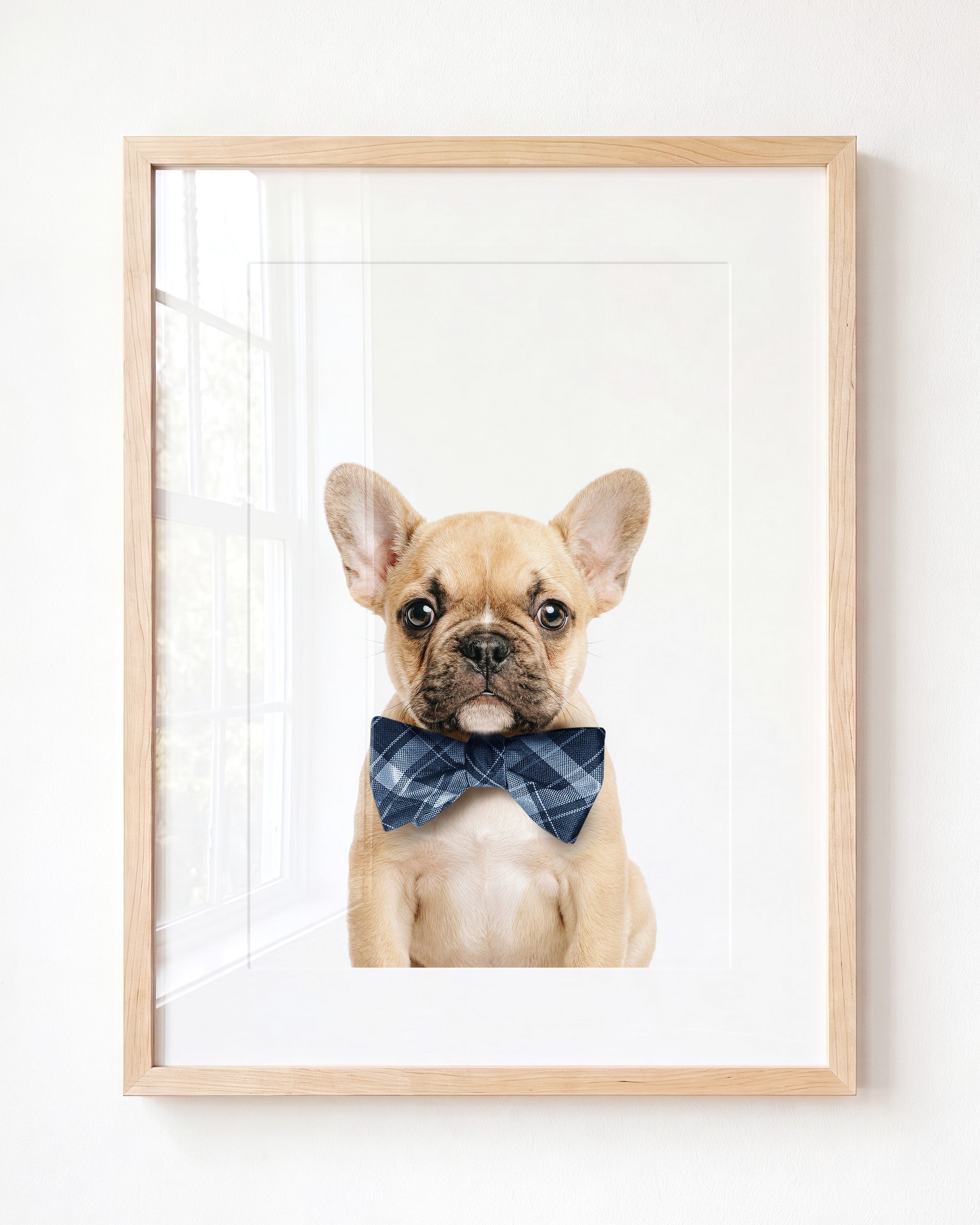Baby Puppy French Bulldog